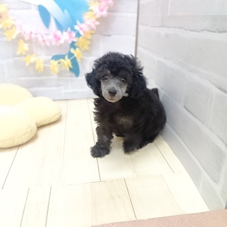 静岡県のトイプードル(トイ) (犬の家＆猫の里プレ葉ウォーク浜北店/2025年6月16日生まれ/男の子/シルバー)の子犬の4枚目の画像