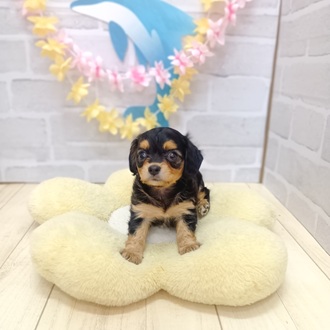 静岡県のチワックス(チワワ×ダックス) (犬の家＆猫の里プレ葉ウォーク浜北店/2025年6月16日生まれ/女の子/ブラックタン)の子犬の4枚目の画像