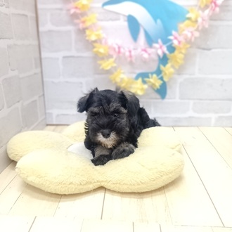 静岡県のミニチュアシュナウザー (犬の家＆猫の里プレ葉ウォーク浜北店/2025年6月15日生まれ/男の子/ソルトペッパー)の子犬の4枚目の画像