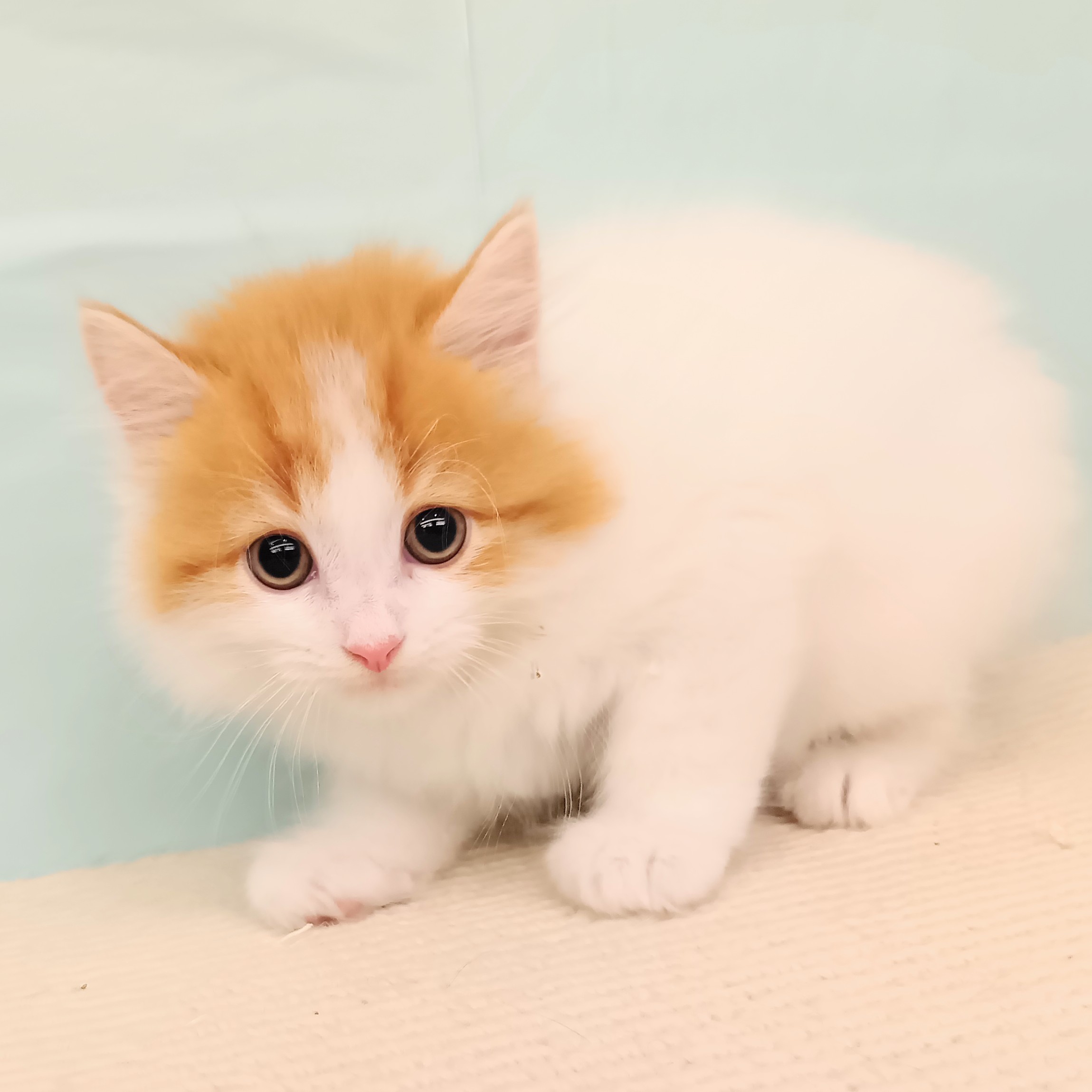 愛知県のマンチカン (犬の家＆猫の里春日井本店/2025年6月21日生まれ/男の子/レッドタビーホワイト)の子猫の4枚目の画像