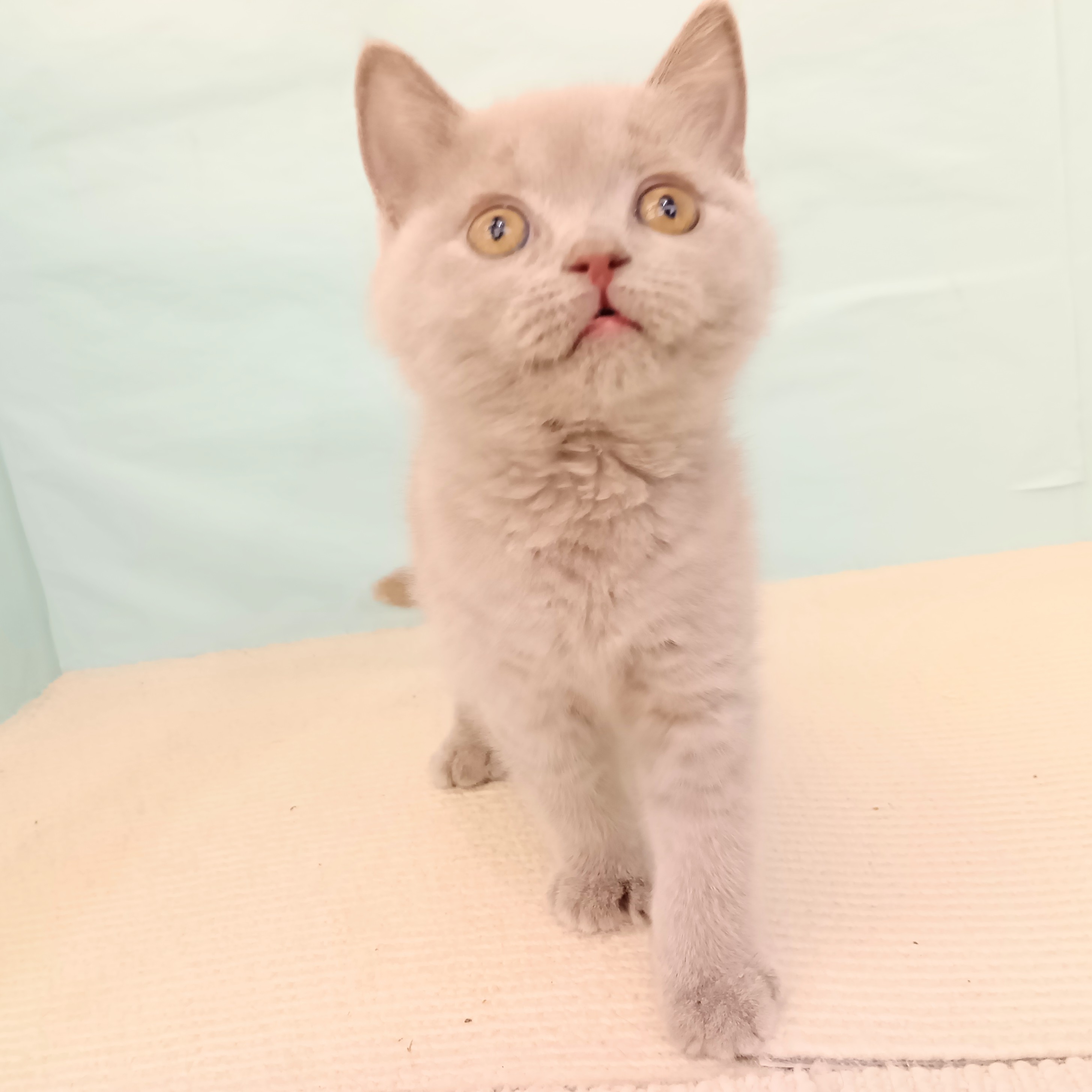 愛知県のブリティッシュショートヘアー (犬の家＆猫の里春日井本店/2025年6月14日生まれ/女の子/ライラック)の子猫の4枚目の画像