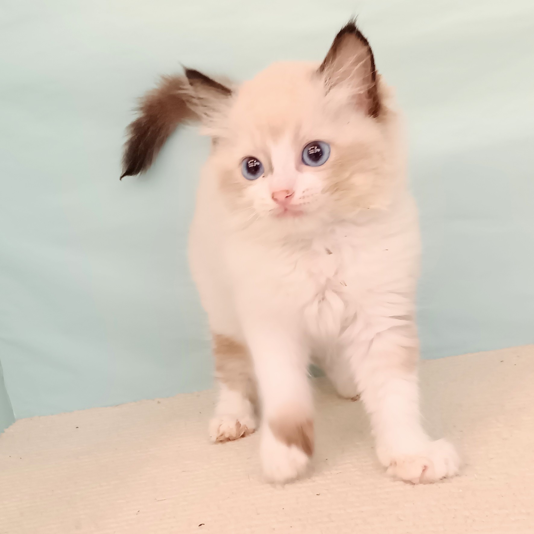 愛知県のラグドール (犬の家＆猫の里春日井本店/2025年6月21日生まれ/男の子/シールポイントバイカラー)の子猫の4枚目の画像