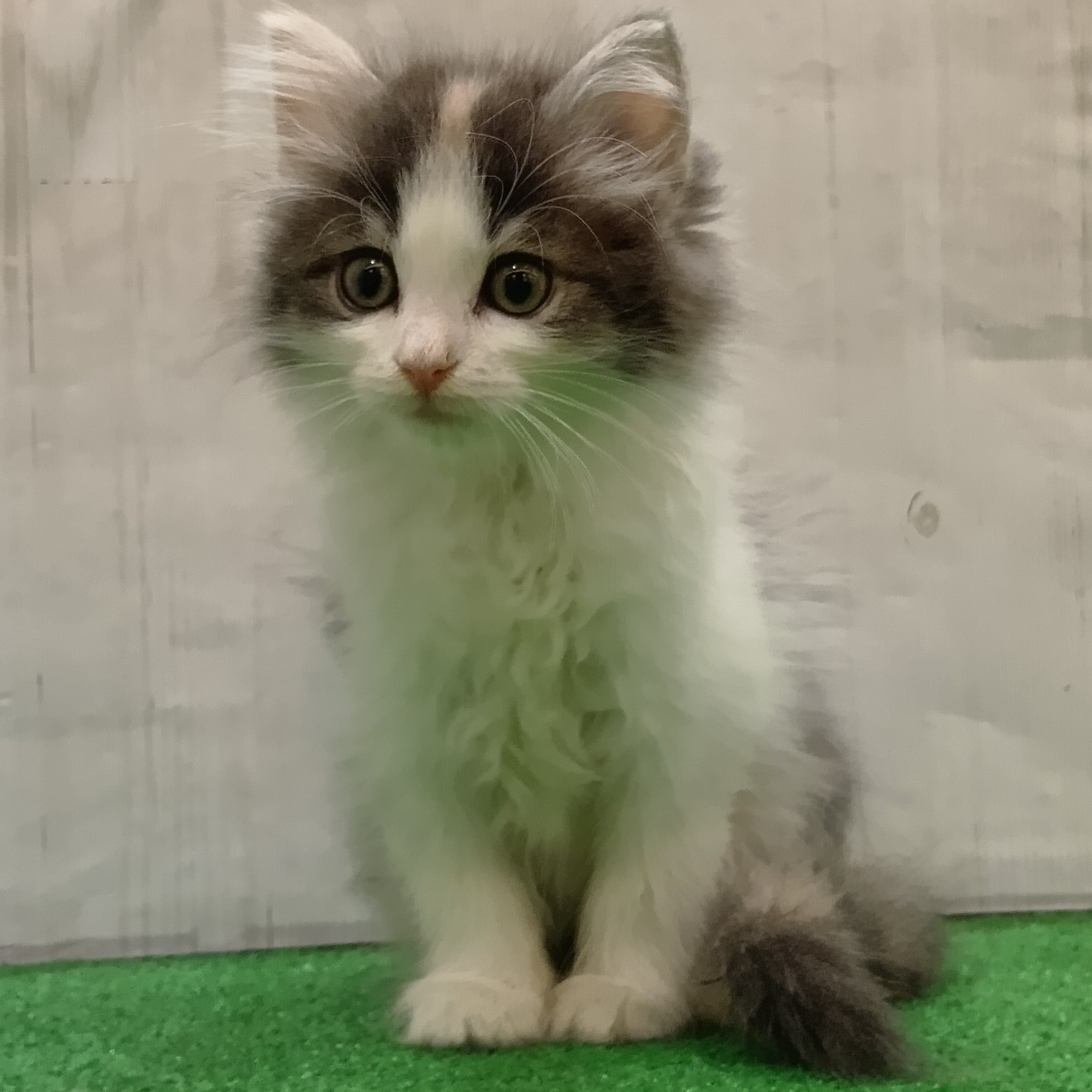 三重県のノルウェージャンフォレストキャット (犬の家＆猫の里三重桑名店/2025年6月20日生まれ/女の子/ブルーパッチドタビーホワイト)の子猫の4枚目の画像