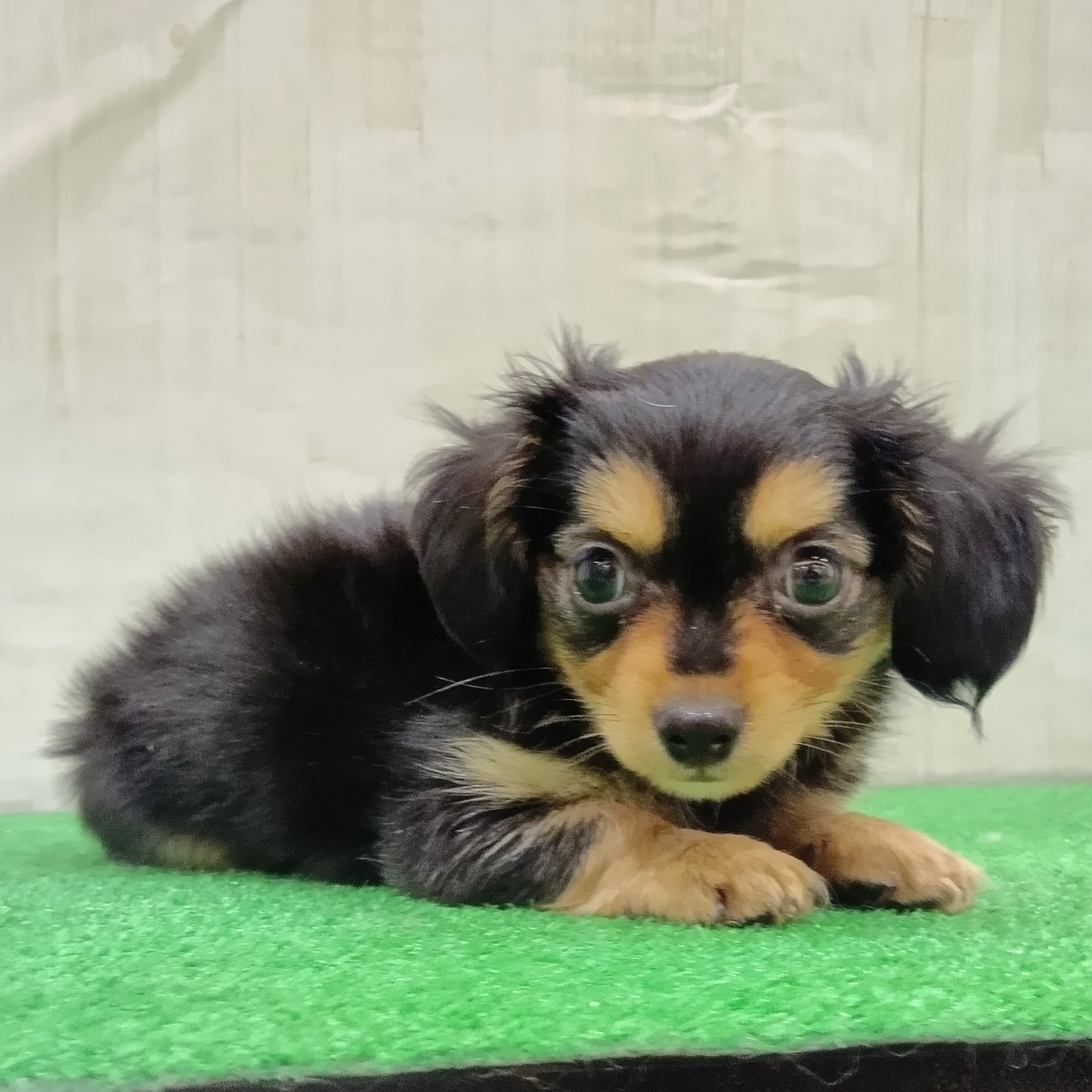 三重県のチワックス(チワワ×ダックス) (犬の家＆猫の里三重桑名店/2025年6月21日生まれ/男の子/ブラックタン)の子犬の4枚目の画像
