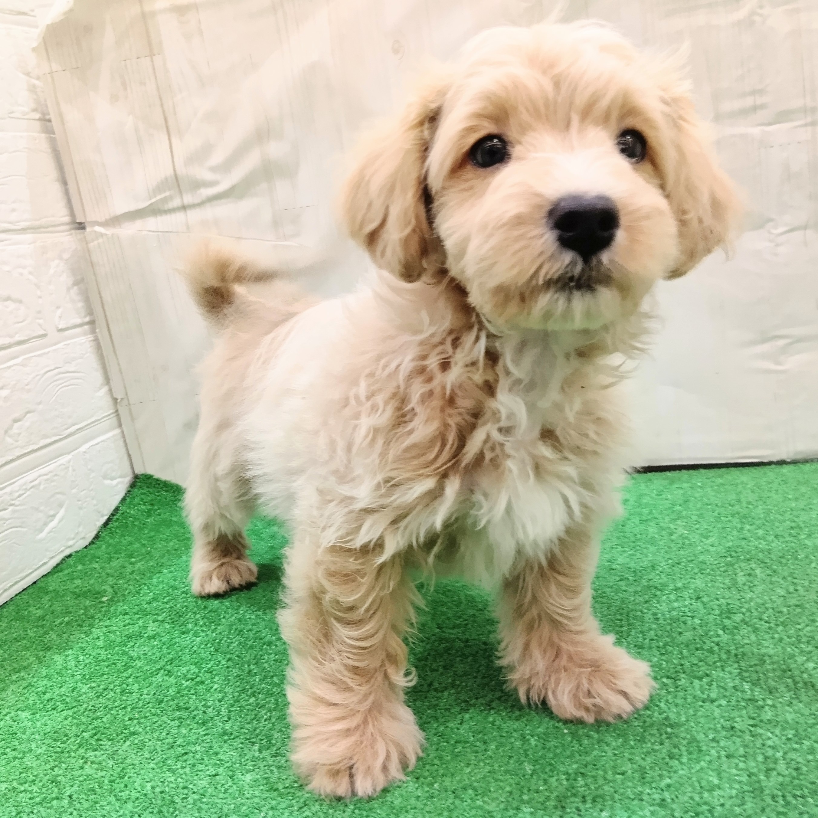 三重県のマルプー(マルチーズ×プードル) (犬の家＆猫の里三重桑名店/2025年7月17日生まれ/男の子/クリームホワイト)の子犬の4枚目の画像