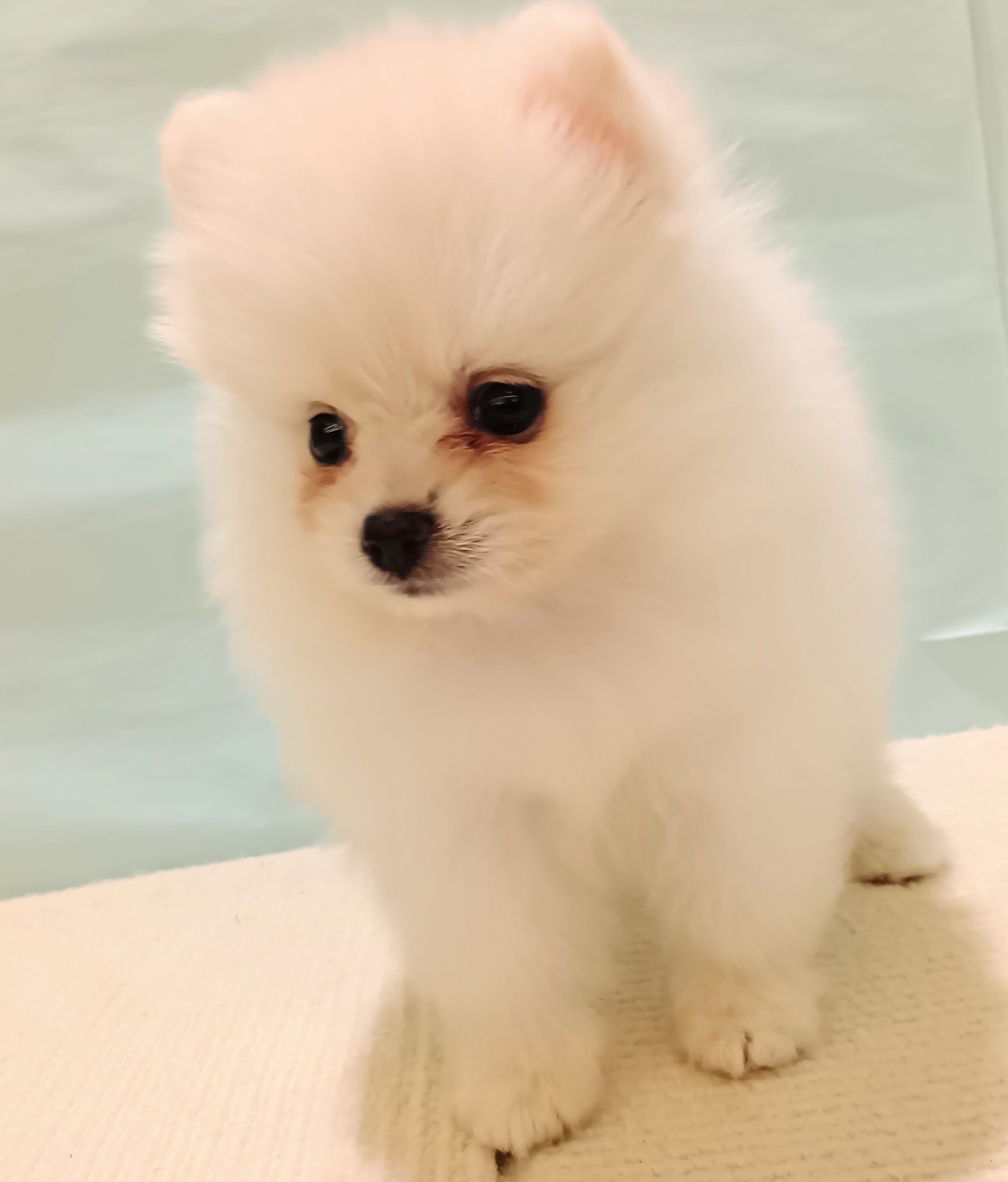 愛知県のポメラニアン (犬の家＆猫の里春日井本店/2025年7月19日生まれ/女の子/クリーム)の子犬の4枚目の画像