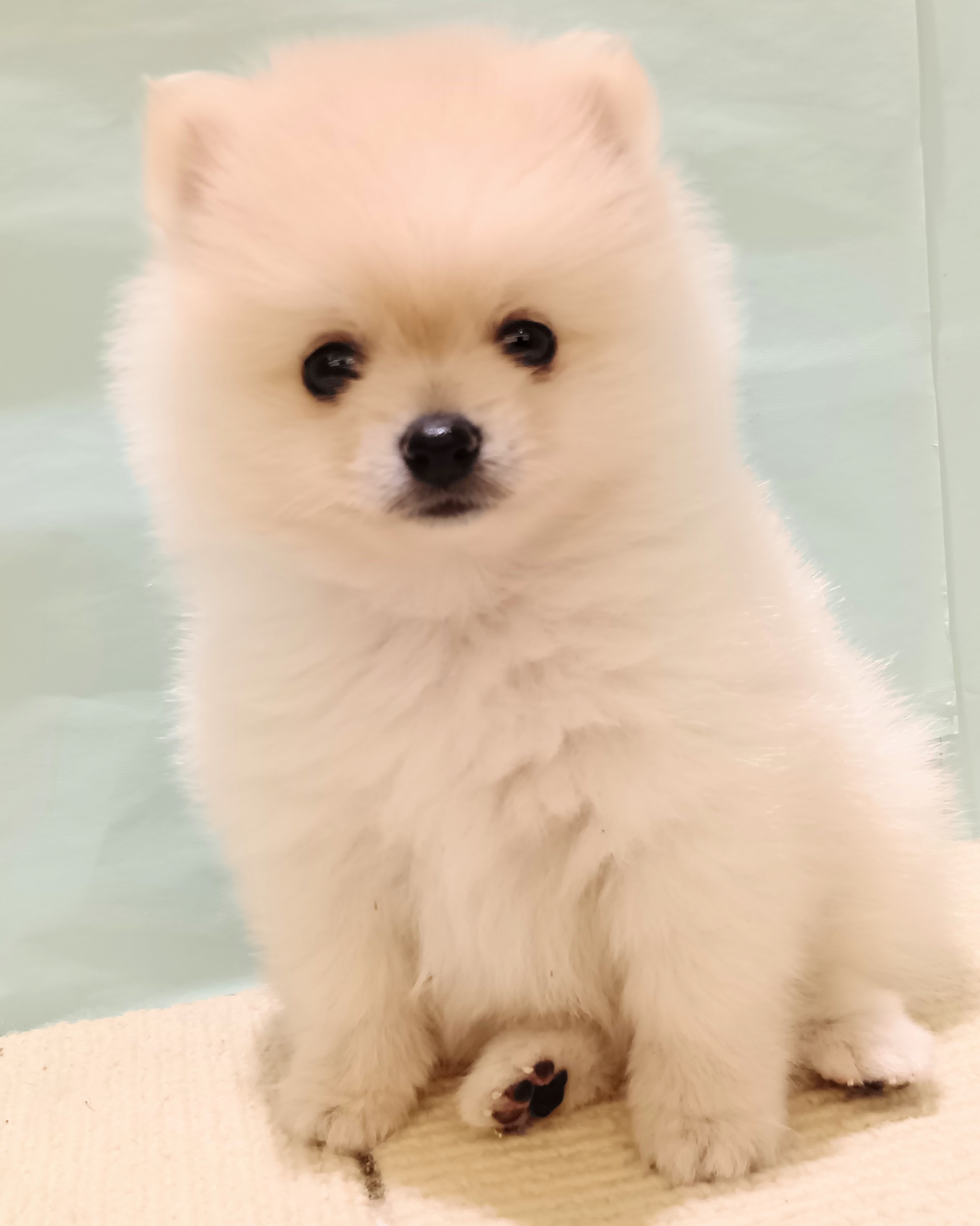 愛知県のポメラニアン (犬の家＆猫の里春日井本店/2025年7月21日生まれ/男の子/クリーム)の子犬の4枚目の画像