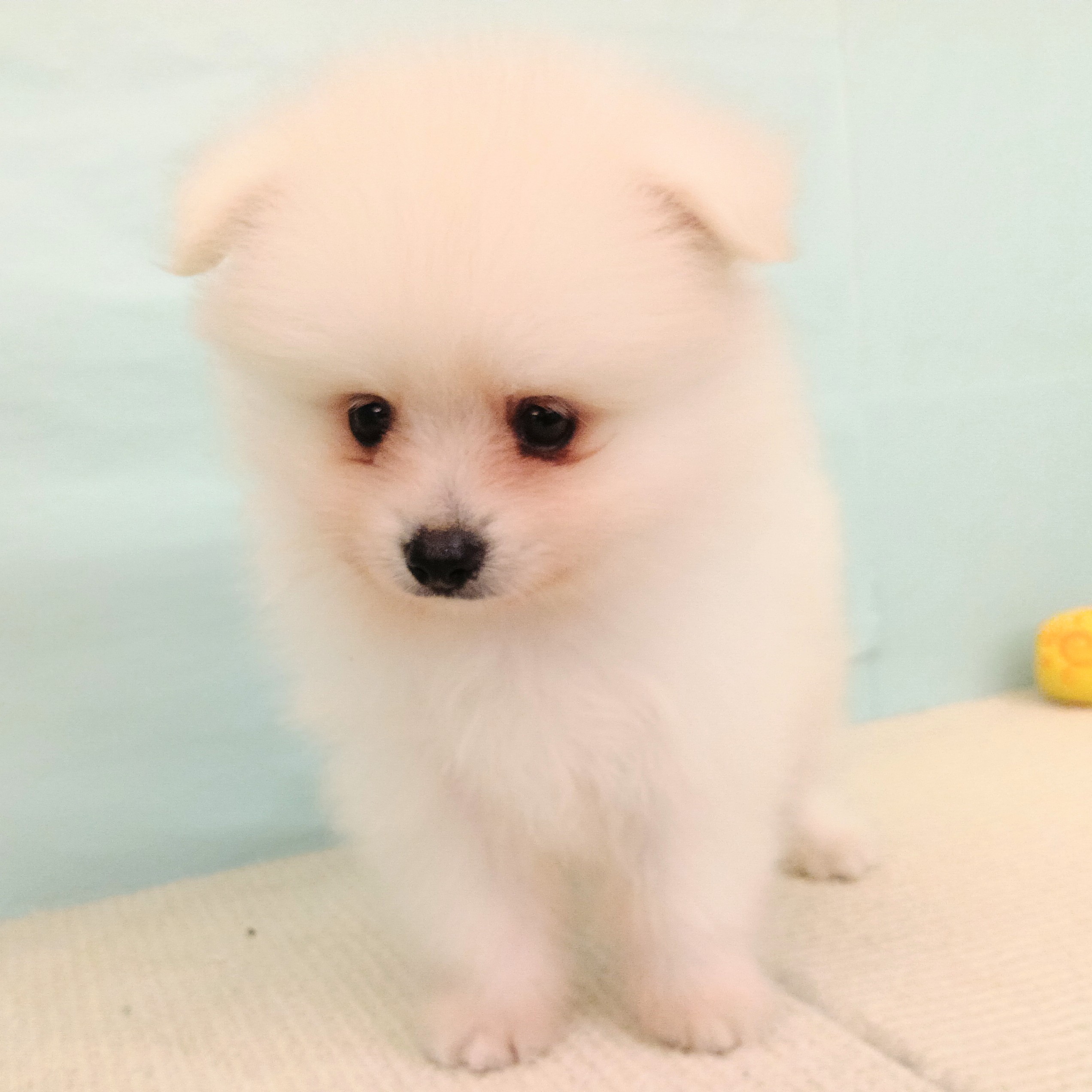 愛知県のポメラニアン (犬の家＆猫の里春日井本店/2025年7月27日生まれ/男の子/クリーム)の子犬の4枚目の画像
