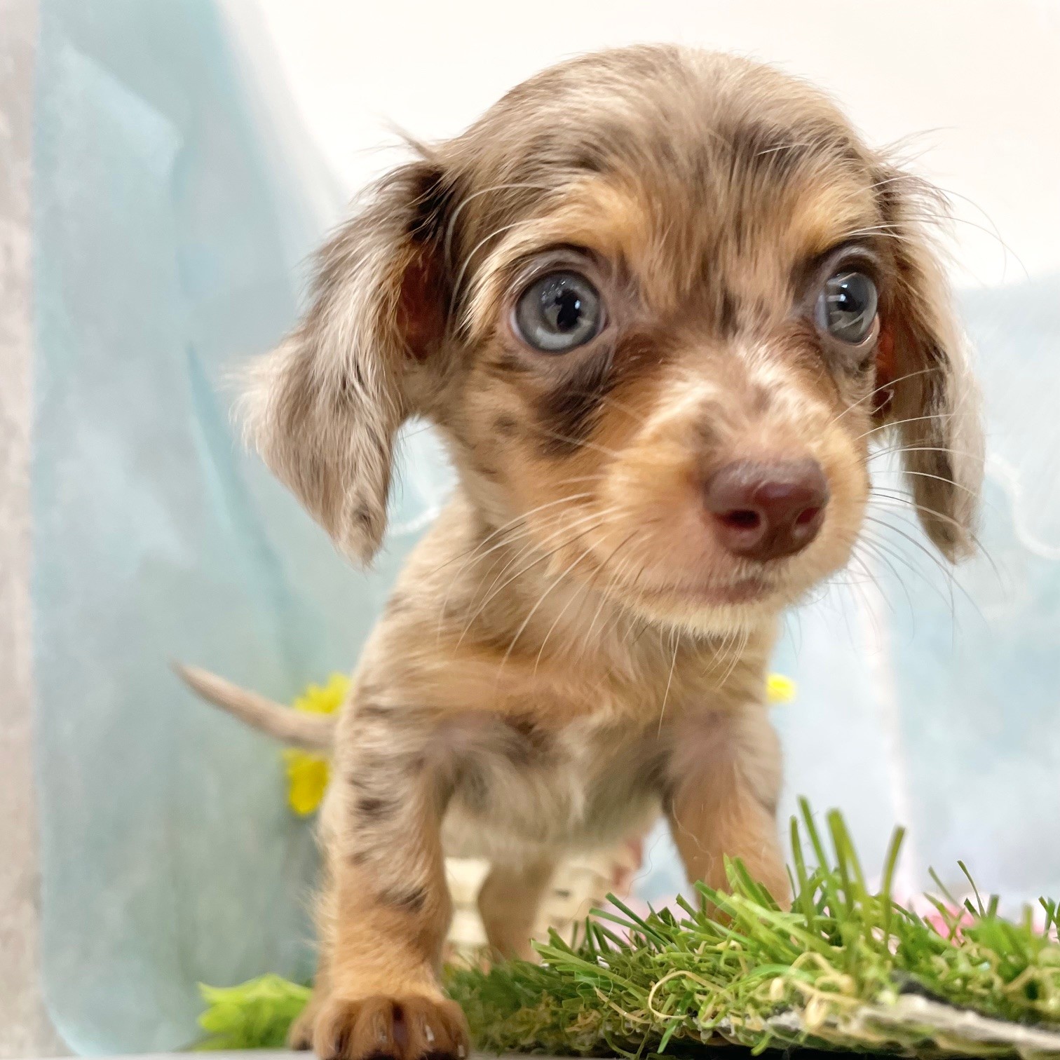 福岡県のチワックス(チワワ×ダックス) (犬の家＆猫の里くりえいと宗像店/2026年6月15日生まれ/女の子/チョコレートマール)の子犬の1枚目の画像