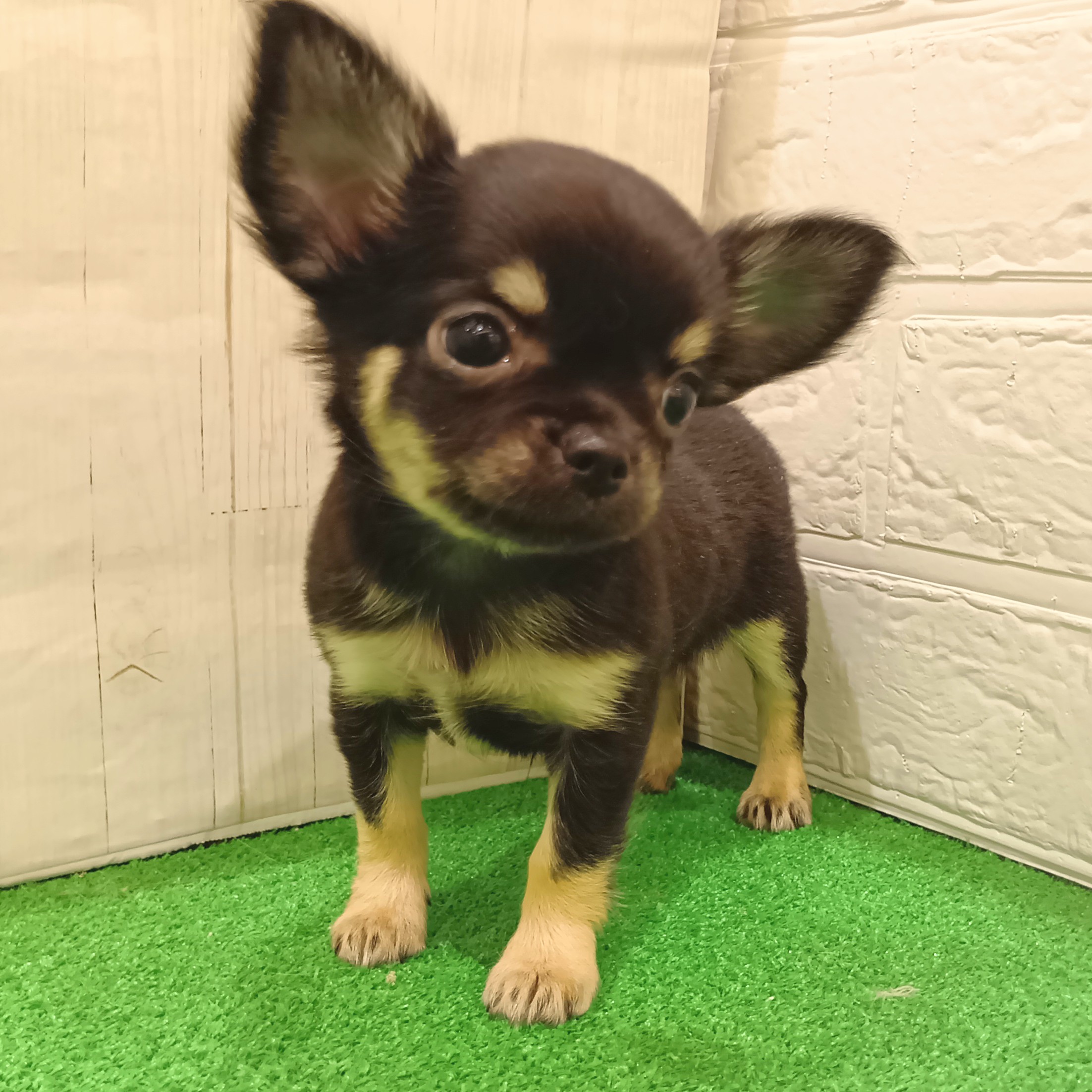 三重県のチワワ(ロング) (犬の家＆猫の里三重桑名店/2025年8月23日生まれ/女の子/ブラッククリーム)の子犬の4枚目の画像