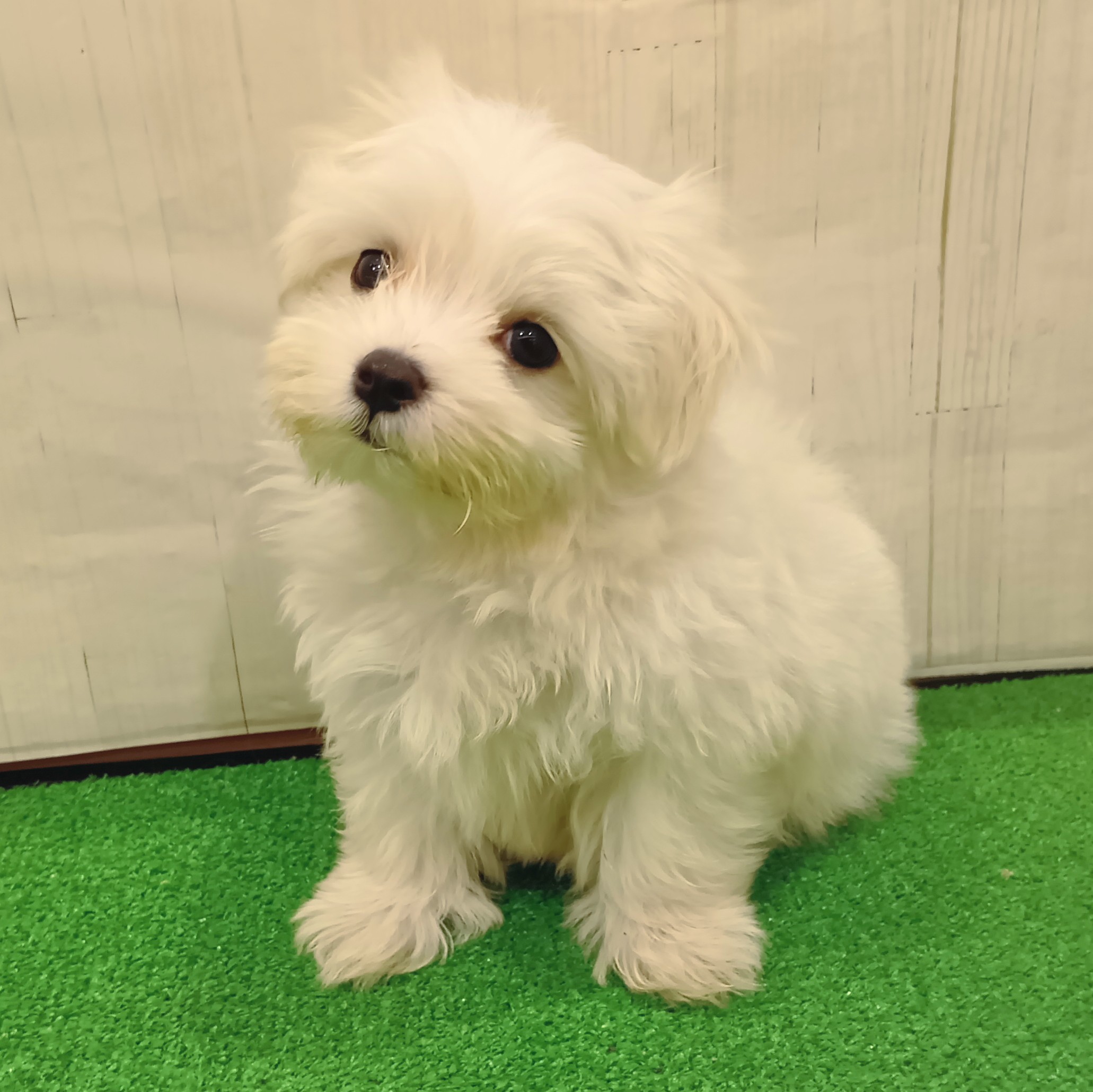 三重県のマルチーズ (犬の家＆猫の里三重桑名店/2025年8月26日生まれ/男の子/ホワイト)の子犬の4枚目の画像