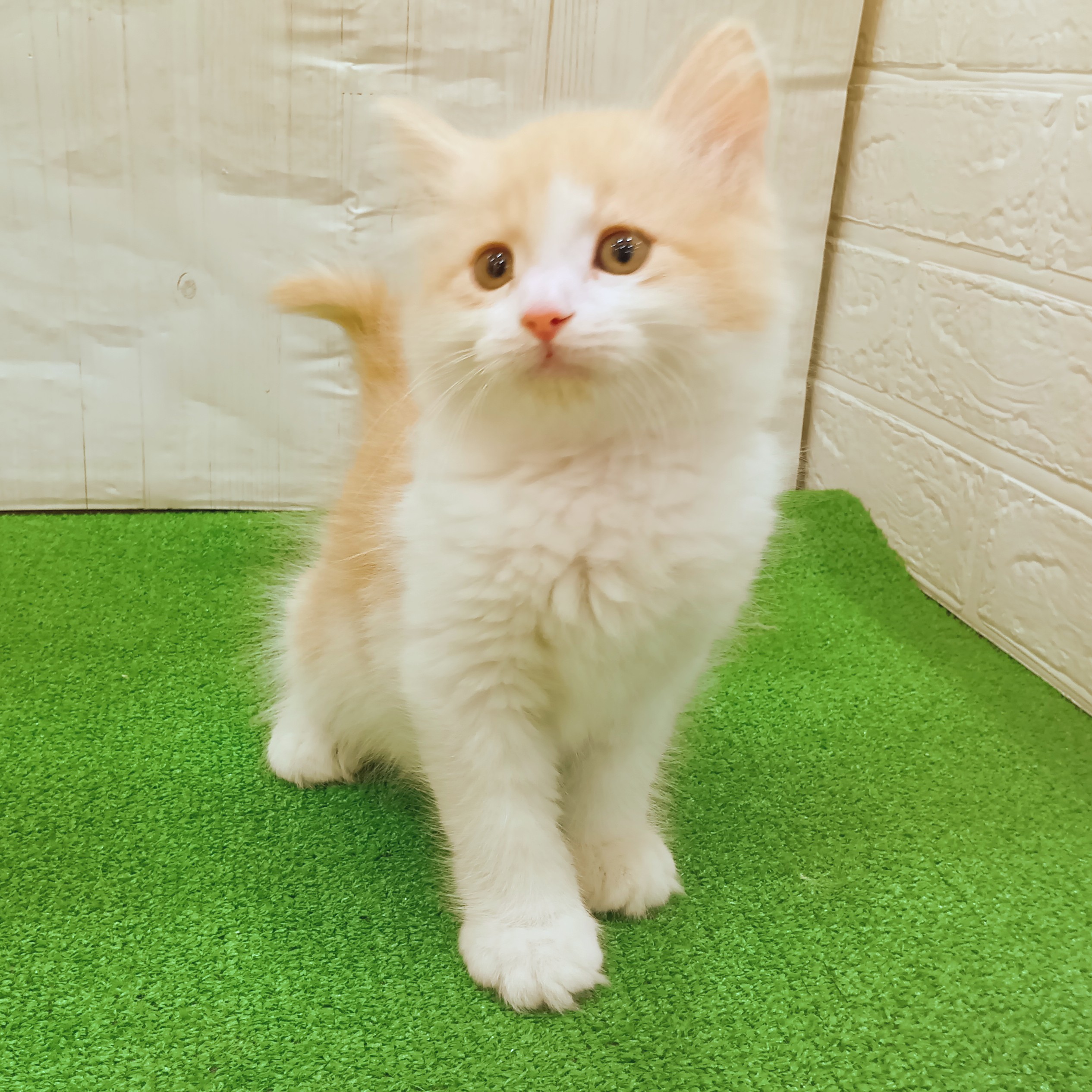 三重県のサイベリアン (犬の家＆猫の里三重桑名店/2025年8月27日生まれ/男の子/クリームタビーホワイト)の子猫の4枚目の画像