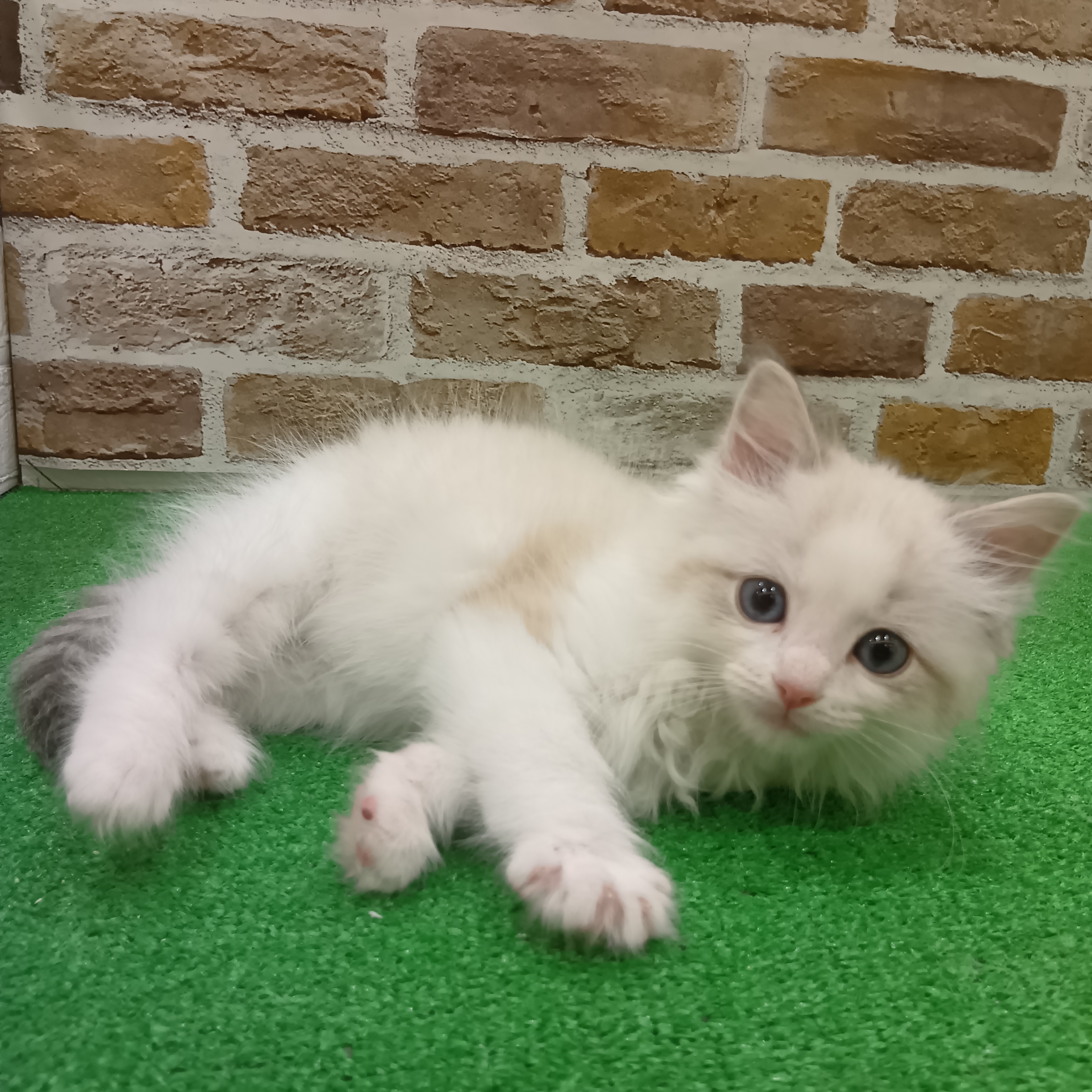 三重県のラグドール (犬の家＆猫の里三重桑名店/2025年9月23日生まれ/男の子/シールポイントバイカラー)の子猫の4枚目の画像