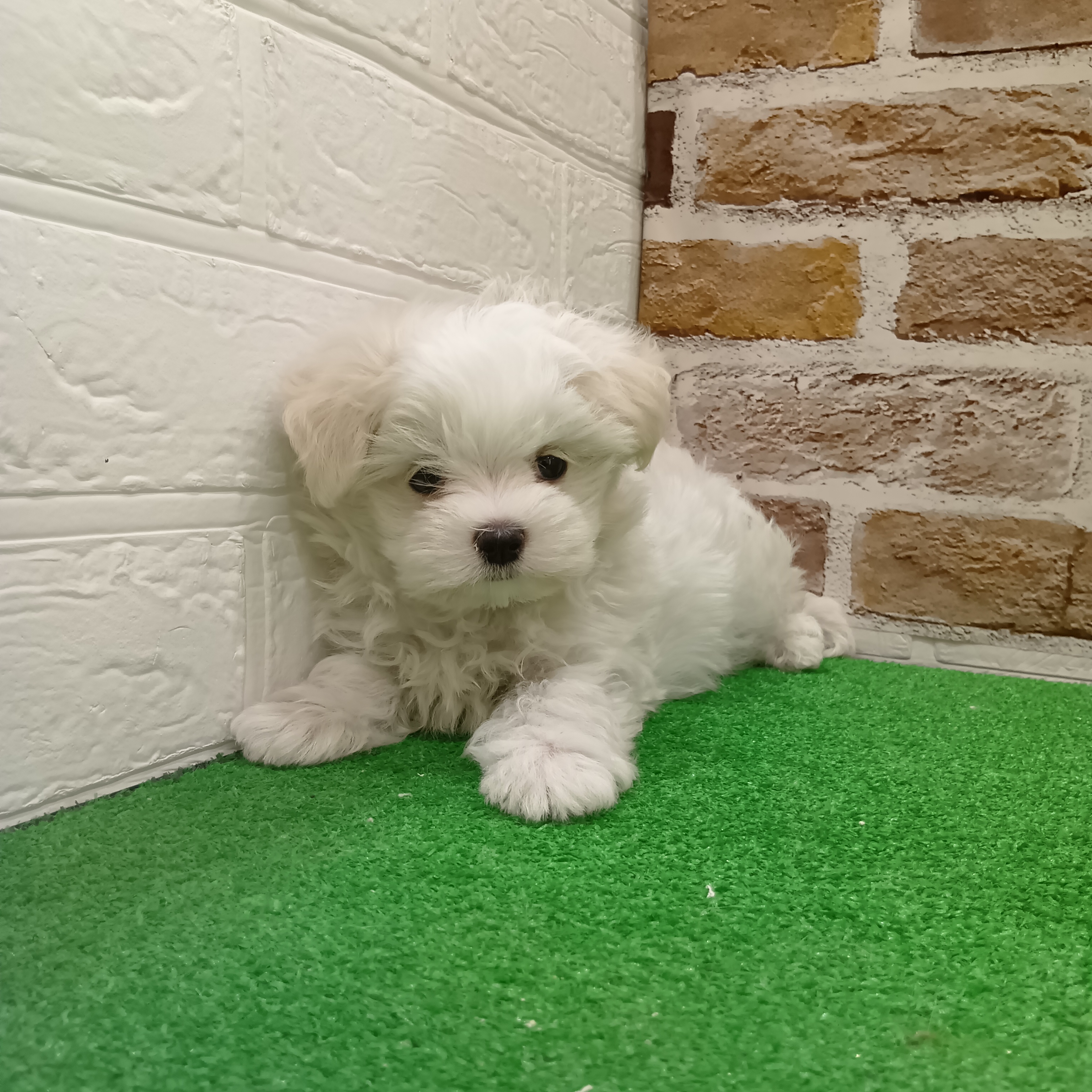 三重県のマルチーズ (犬の家＆猫の里三重桑名店/2025年9月17日生まれ/男の子/ホワイト)の子犬の4枚目の画像