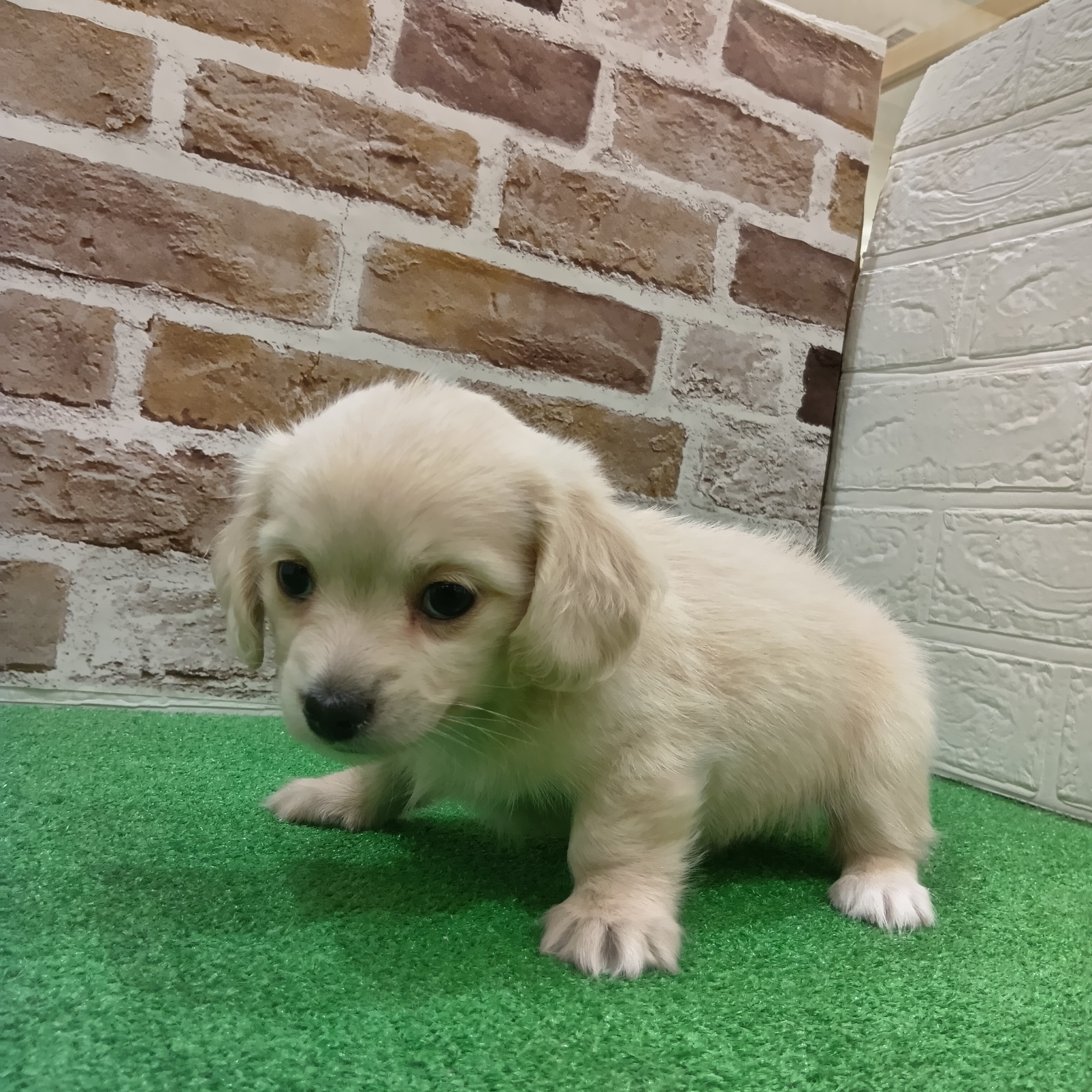 三重県のチワックス(チワワ×ダックス) (犬の家＆猫の里三重桑名店/2025年9月30日生まれ/男の子/クリーム)の子犬の4枚目の画像