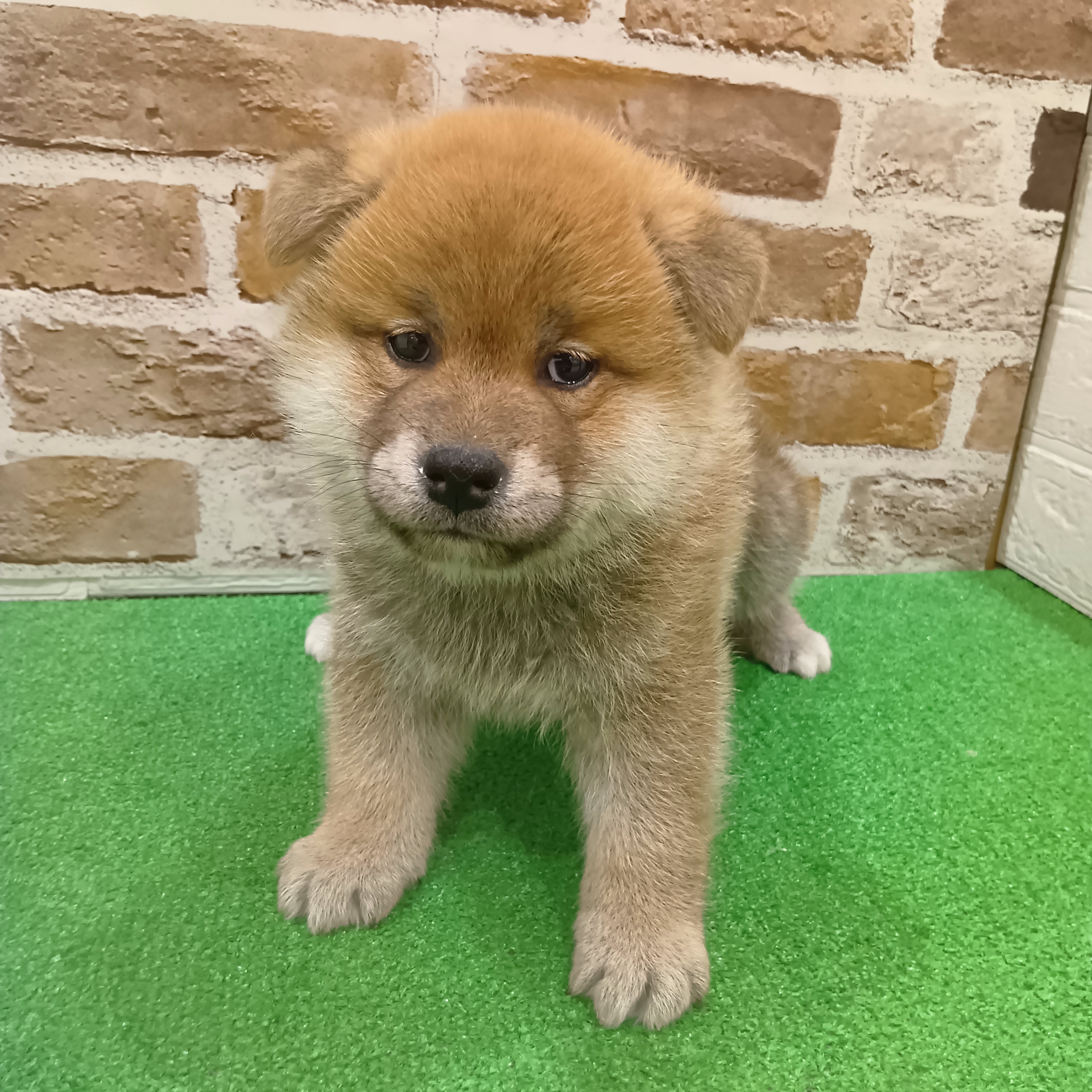 三重県の柴犬(標準サイズ) (犬の家＆猫の里三重桑名店/2025年10月26日生まれ/男の子/赤)の子犬の4枚目の画像