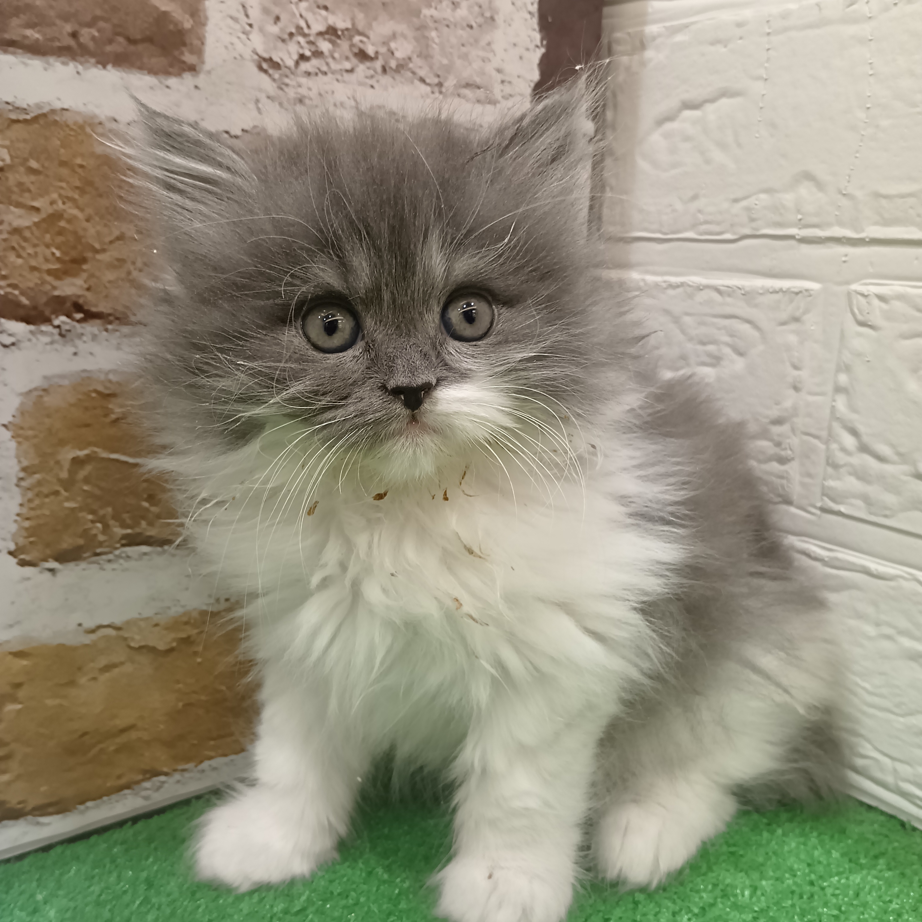 三重県のサイベリアン (犬の家＆猫の里三重桑名店/2025年10月24日生まれ/女の子/ブルータビーホワイト)の子猫の4枚目の画像