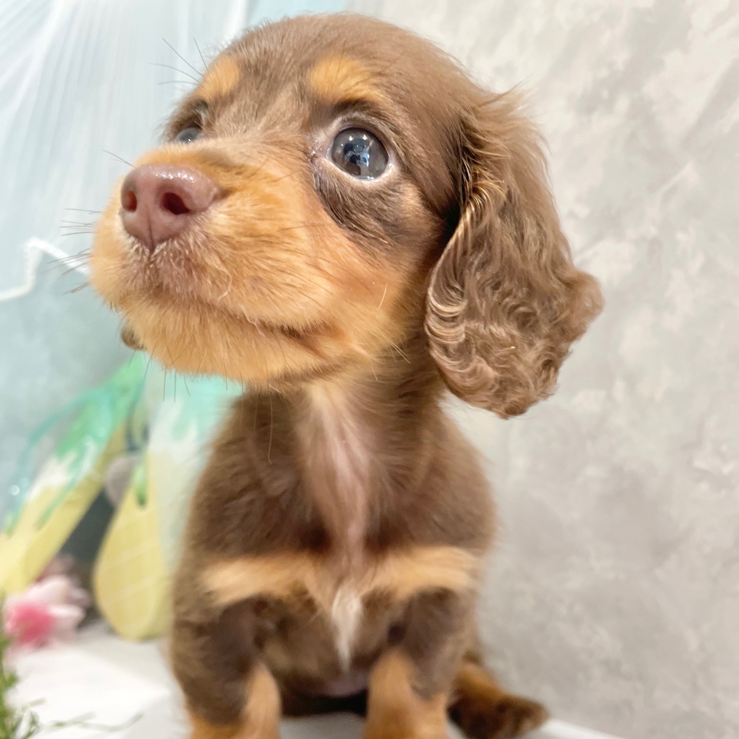 福岡県のミニチュアダックスフンド(ロング) (犬の家＆猫の里くりえいと宗像店/2026年6月13日生まれ/女の子/チョコレートタン)の子犬の4枚目の画像