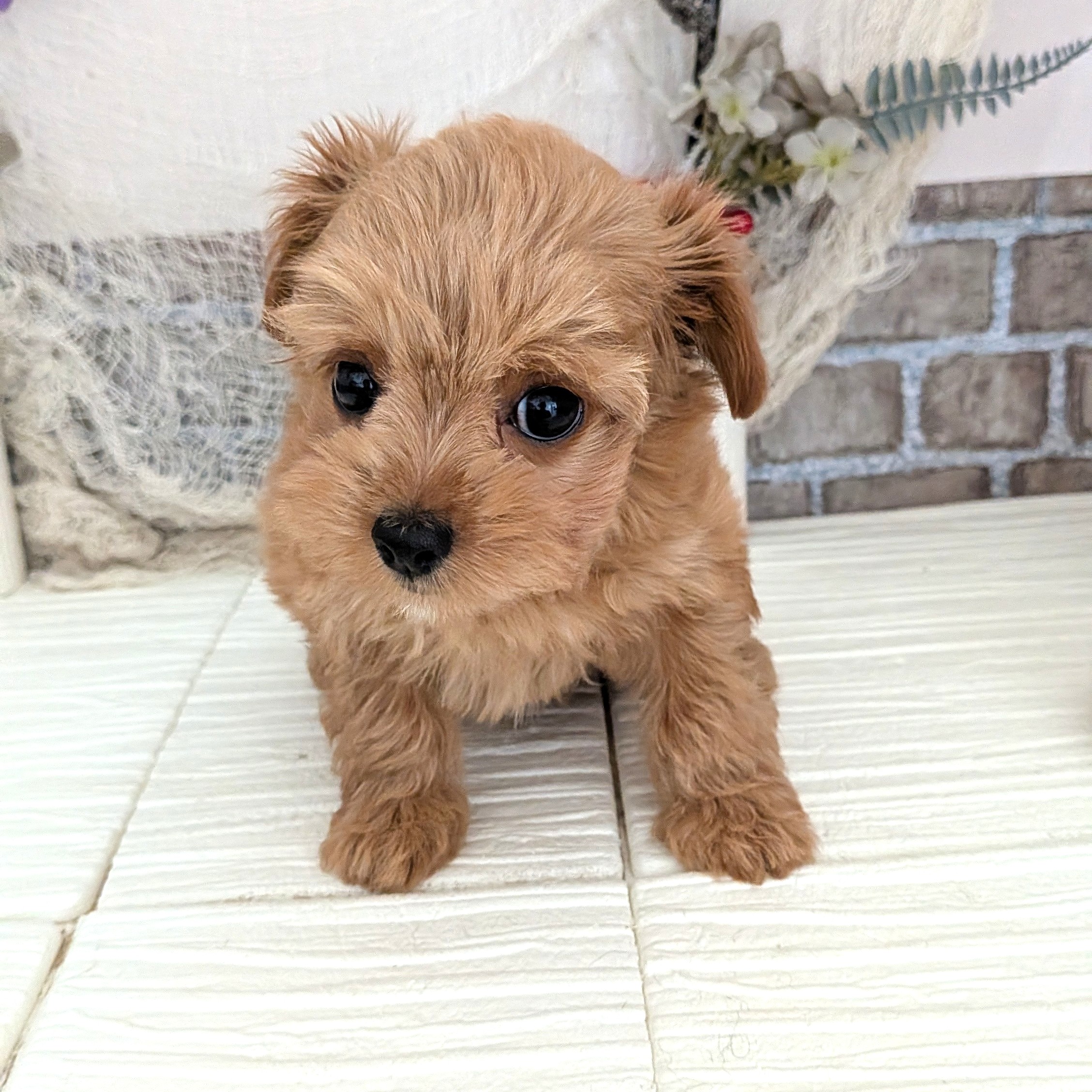 愛知県のチワプー/プーチー(チワワ×プードル) (犬の家&猫の里碧南店/2025年8月18日生まれ/女の子/アプリコット)の子犬の4枚目の画像