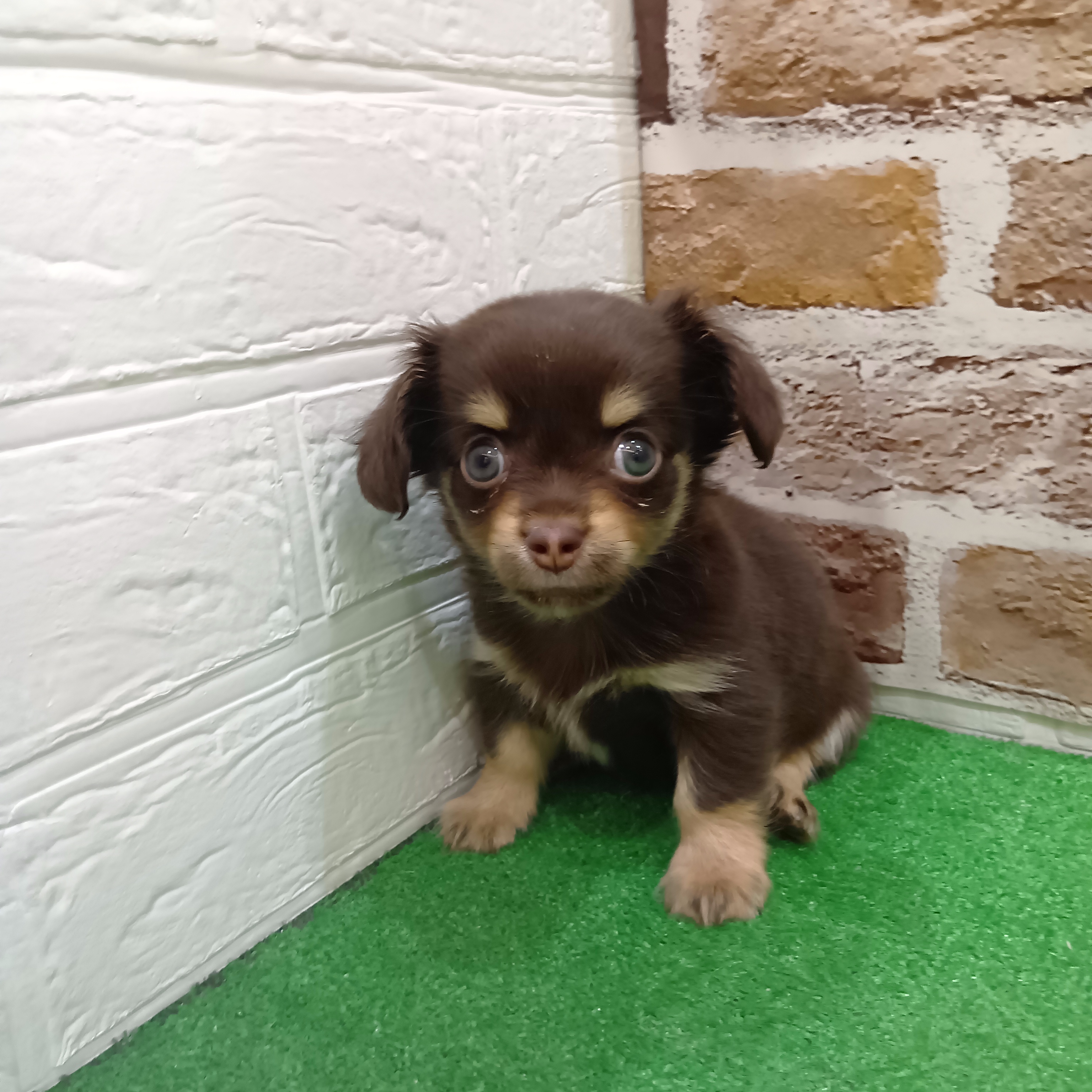 三重県のチワックス(チワワ×ダックス) (犬の家＆猫の里三重桑名店/2025年11月3日生まれ/男の子/チョコレートタン)の子犬の4枚目の画像