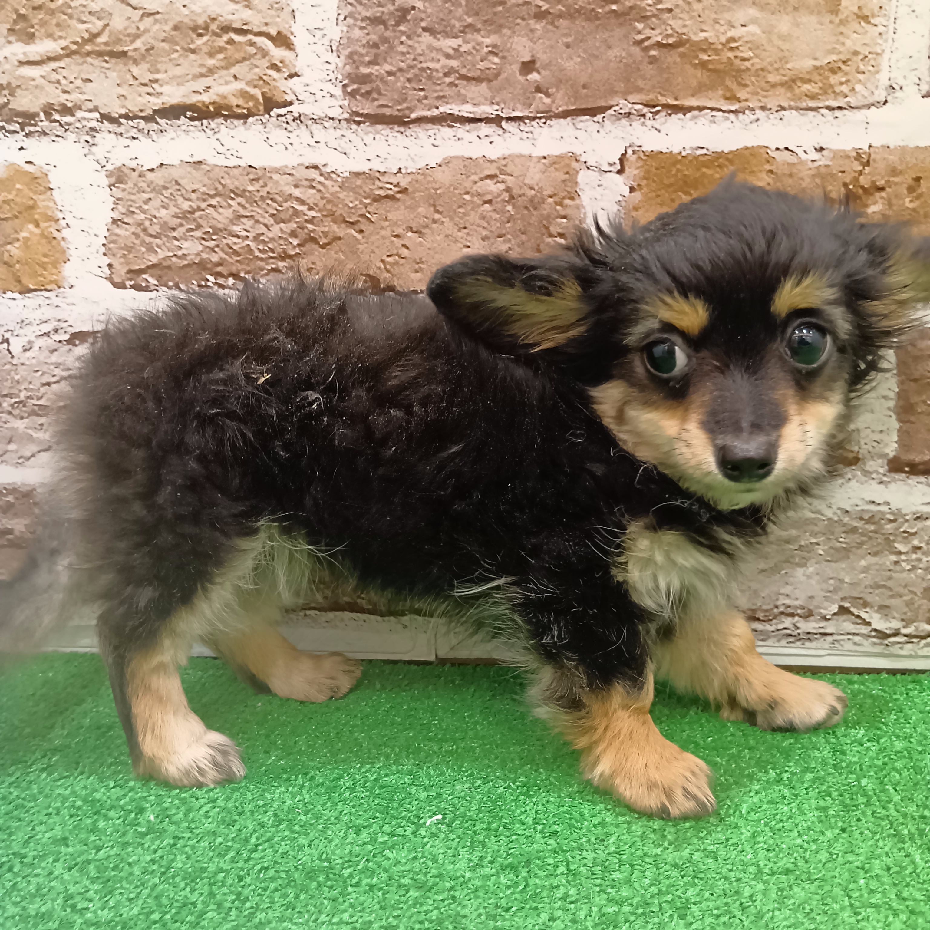 三重県のチワックス(チワワ×ダックス) (犬の家＆猫の里三重桑名店/2025年10月8日生まれ/女の子/ブラックタン)の子犬の4枚目の画像