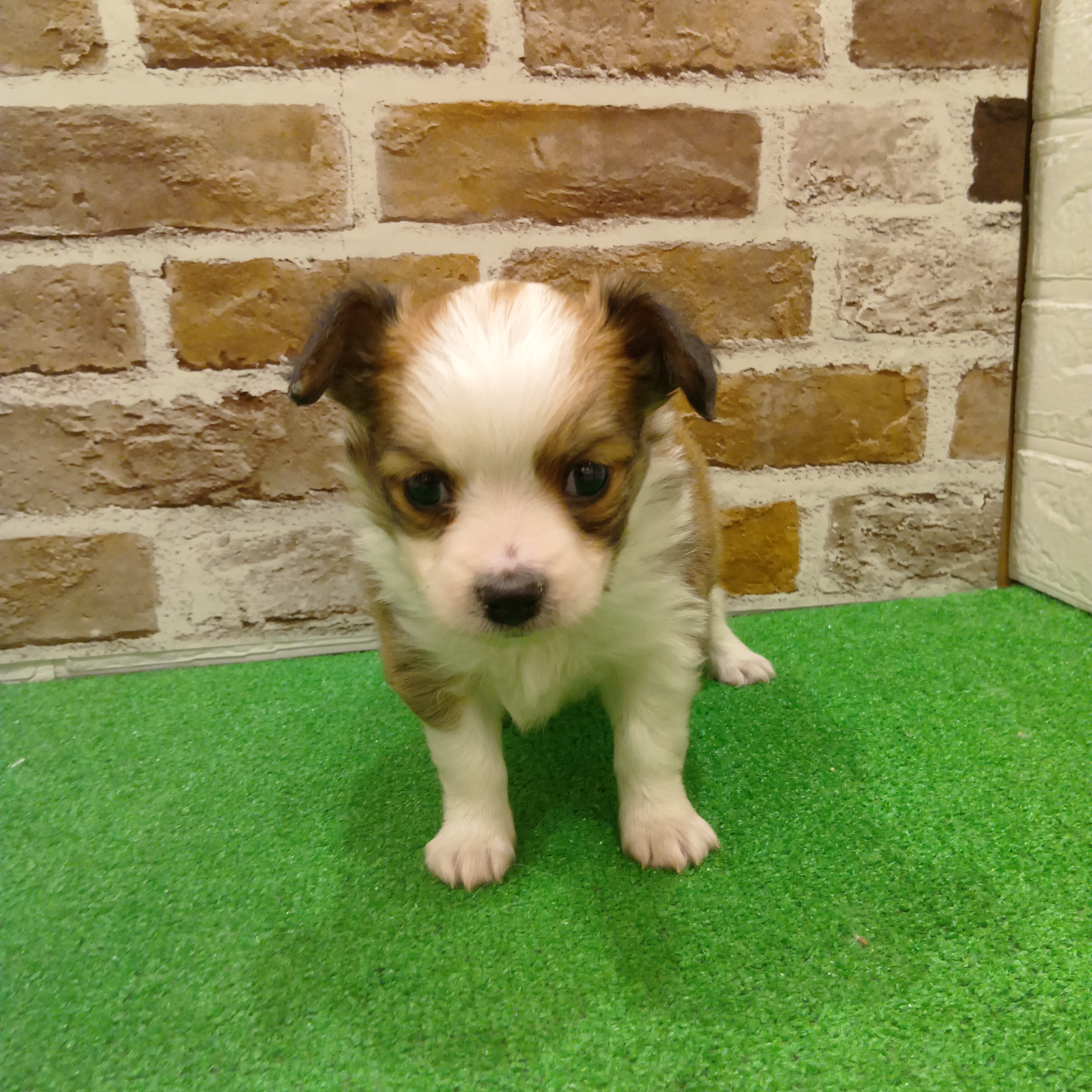 三重県のパピチー/チワパピ(パピヨン×チワワ) (犬の家＆猫の里三重桑名店/2025年11月3日生まれ/男の子/ホワイトブラウン)の子犬の4枚目の画像