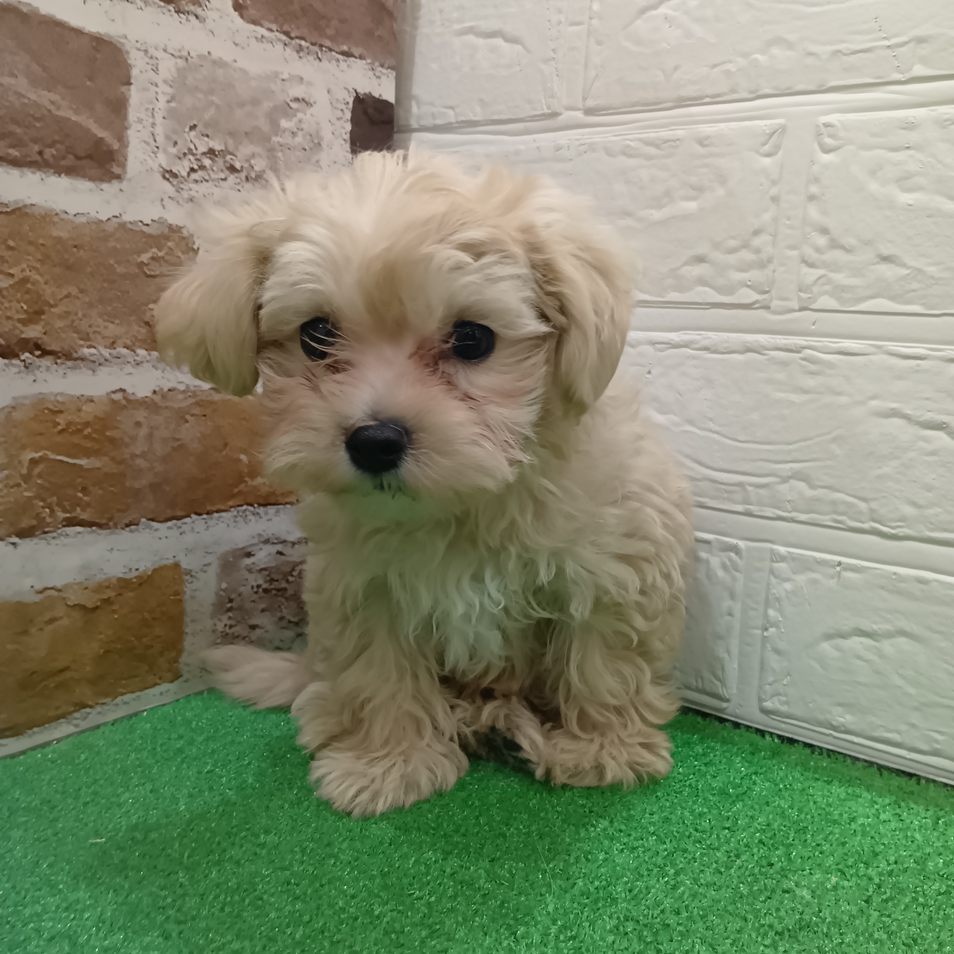 三重県のマルプー(マルチーズ×プードル) (犬の家＆猫の里三重桑名店/2025年11月6日生まれ/女の子/クリーム)の子犬の4枚目の画像