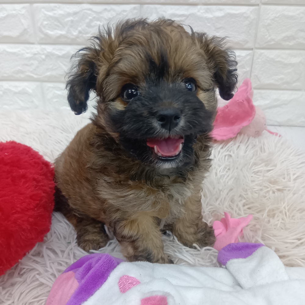 愛知県のチワプー/プーチー(チワワ×プードル) (犬の家＆猫の里MEGAドン・キホーテ東海名和店/2025年12月15日生まれ/男の子/フォーン)の子犬の4枚目の画像