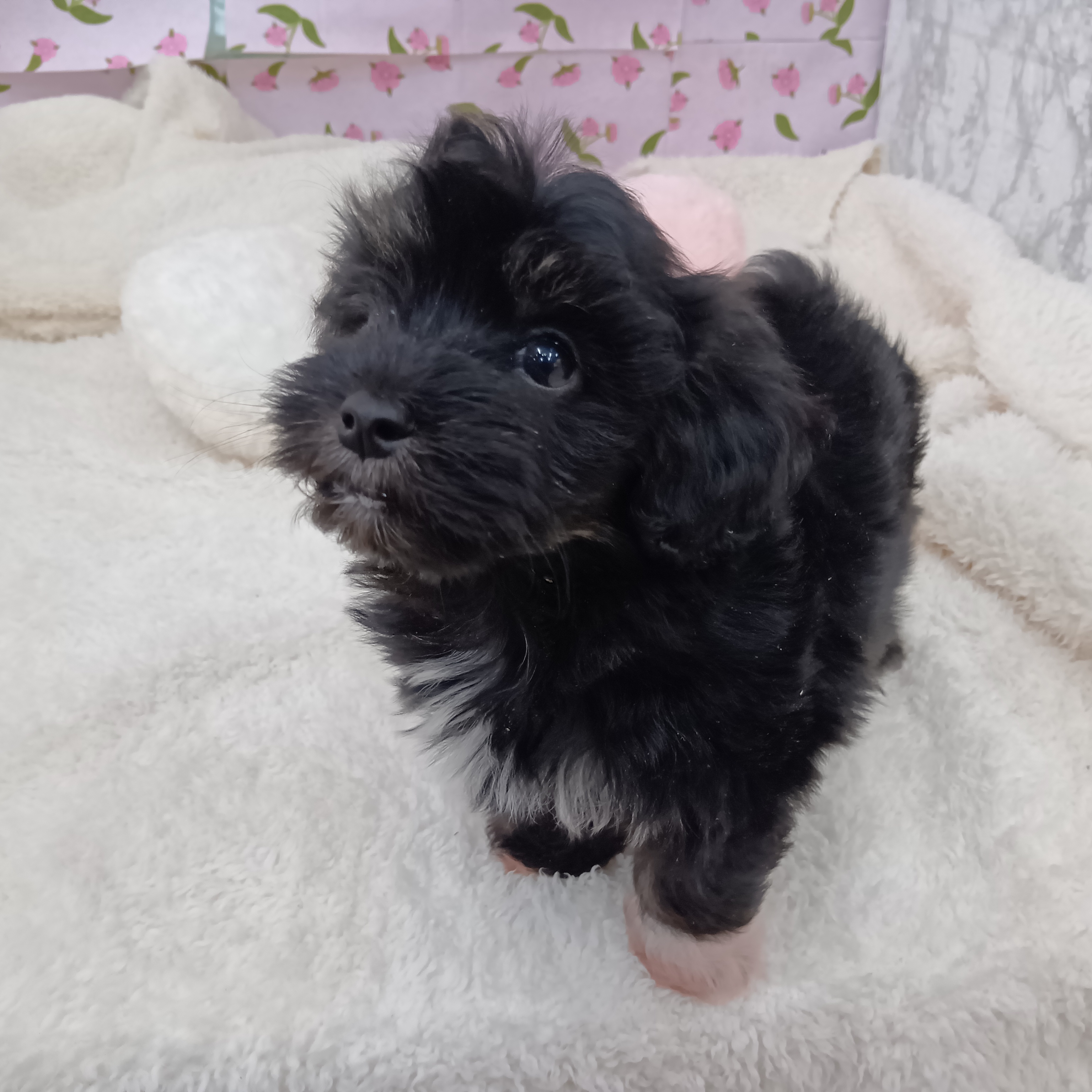 愛知県のマルプー(マルチーズ×プードル) (犬の家＆猫の里エアポートウォーク店/2026年1月13日生まれ/男の子/ブラック)の子犬の4枚目の画像