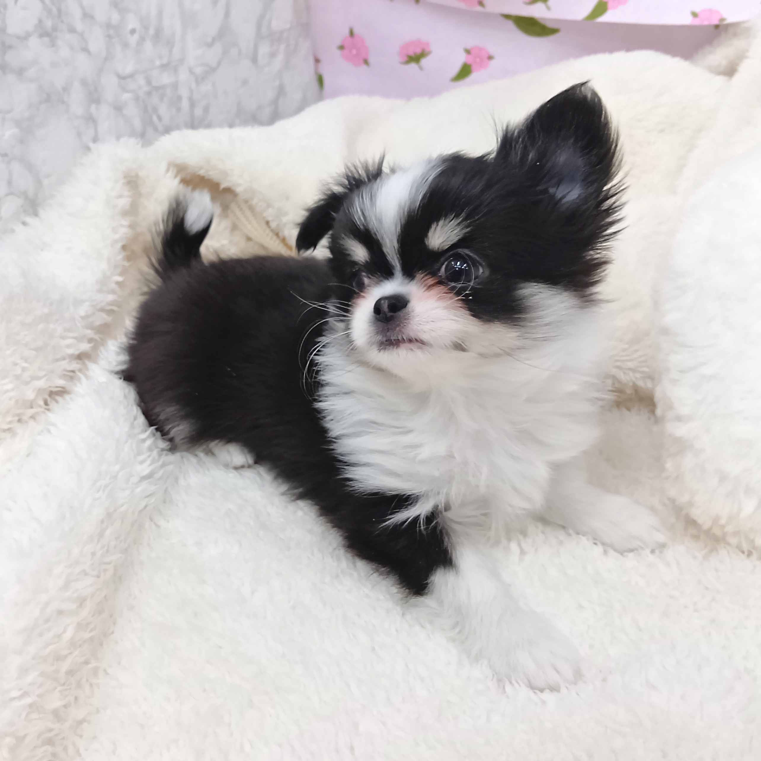 愛知県のチワワ(ロング) (犬の家＆猫の里エアポートウォーク店/2026年1月12日生まれ/男の子/ブラックタンホワイト)の子犬の4枚目の画像