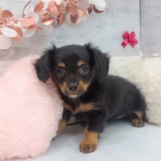 静岡県のチワックス(チワワ×ダックス) (犬の家＆猫の里プレ葉ウォーク浜北店/2026年1月12日生まれ/女の子/ブラックタン)の子犬の4枚目の画像