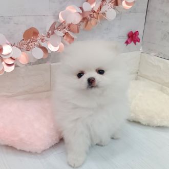 静岡県のポメラニアン (犬の家＆猫の里プレ葉ウォーク浜北店/2026年1月12日生まれ/女の子/ホワイト)の子犬の4枚目の画像