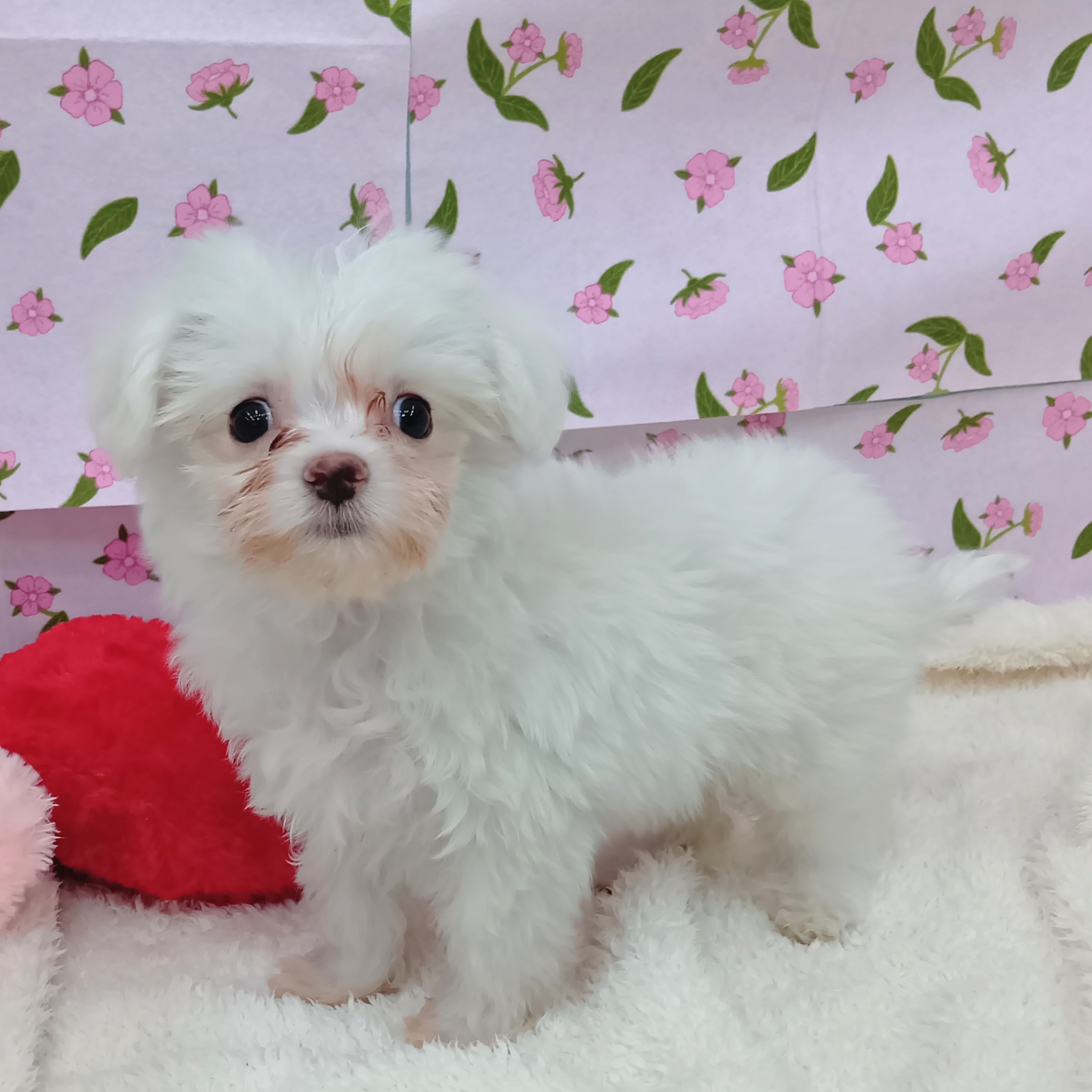 愛知県のチワマル/マルチワ(チワワ×マルチーズ) (犬の家＆猫の里エアポートウォーク店/2026年1月11日生まれ/男の子/クリームホワイト)の子犬の4枚目の画像