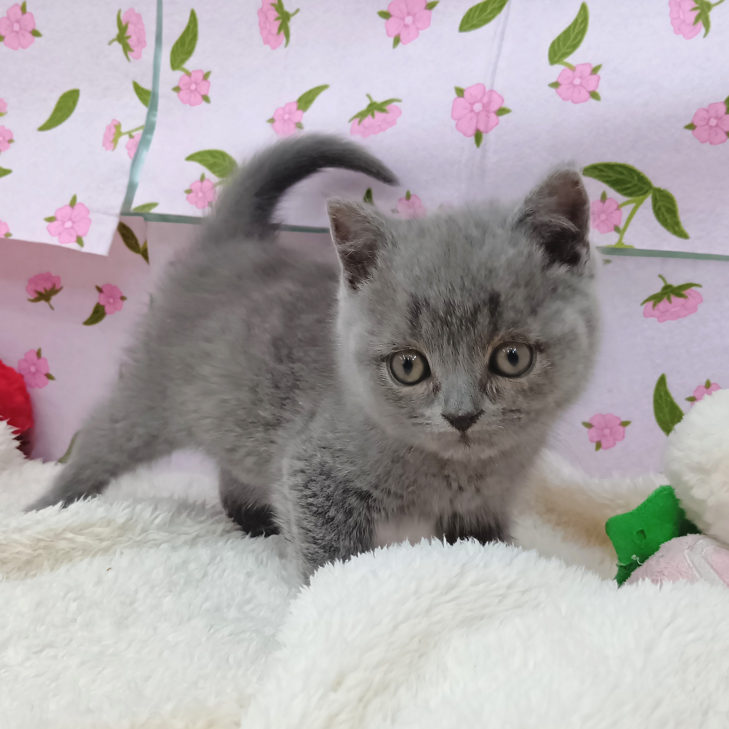 愛知県のブリティッシュショートヘアー (犬の家＆猫の里エアポートウォーク店/2026年1月16日生まれ/男の子/ブルー)の子猫の4枚目の画像