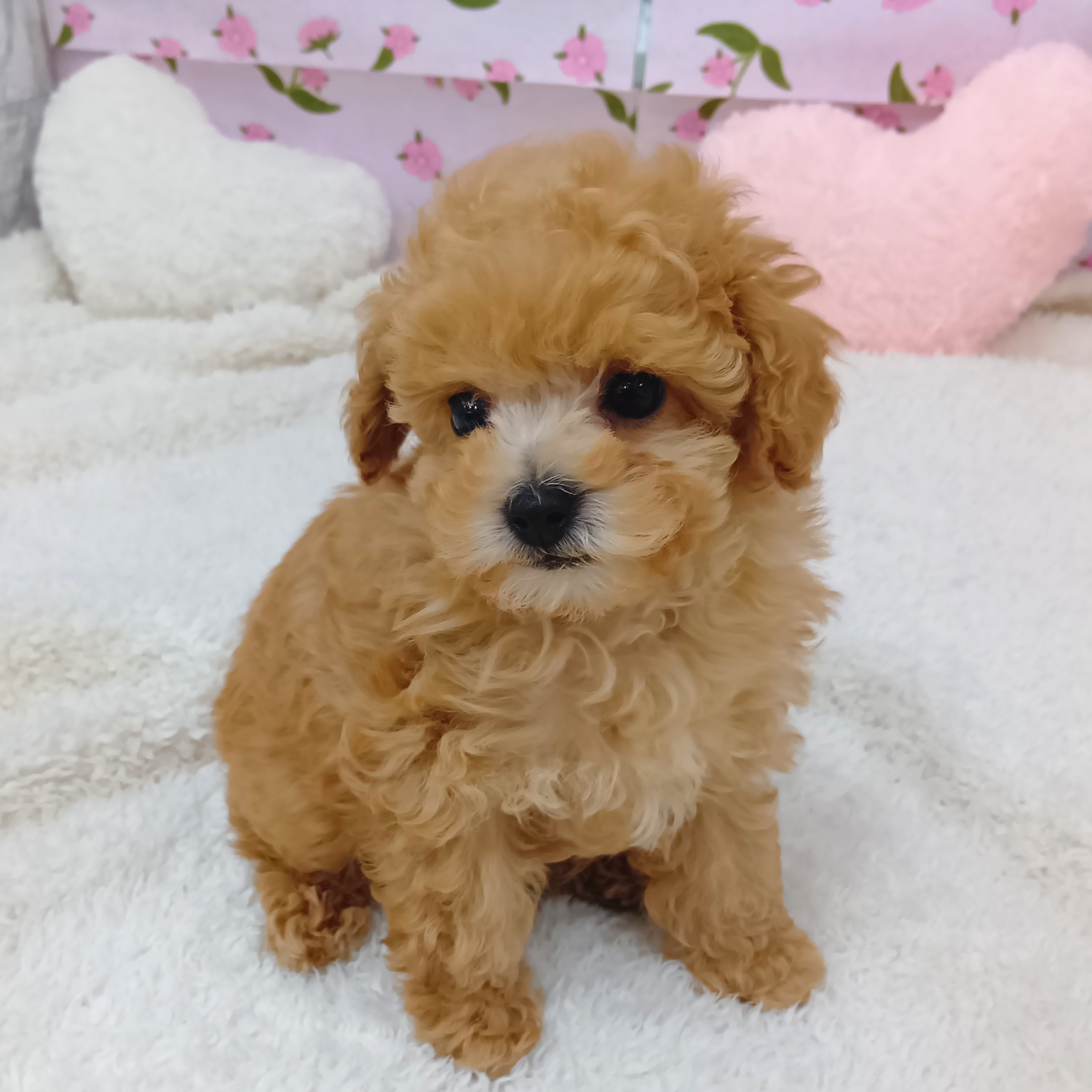 愛知県のトイプードル(トイ) (犬の家＆猫の里エアポートウォーク店/2026年1月30日生まれ/男の子/オレンジフォーン)の子犬の4枚目の画像