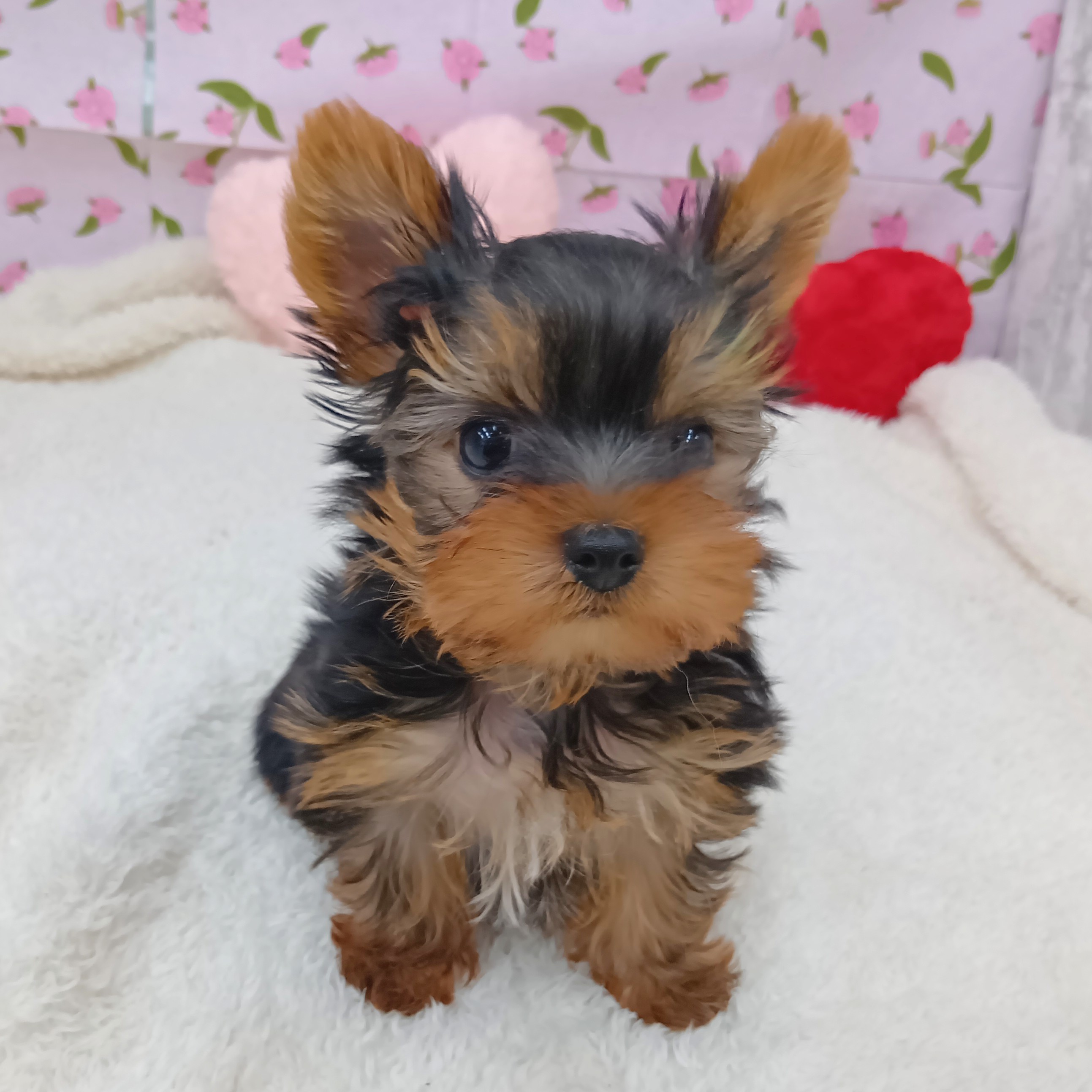 愛知県のヨークシャーテリア (犬の家＆猫の里エアポートウォーク店/2026年1月30日生まれ/男の子/スチールブルータン)の子犬の4枚目の画像
