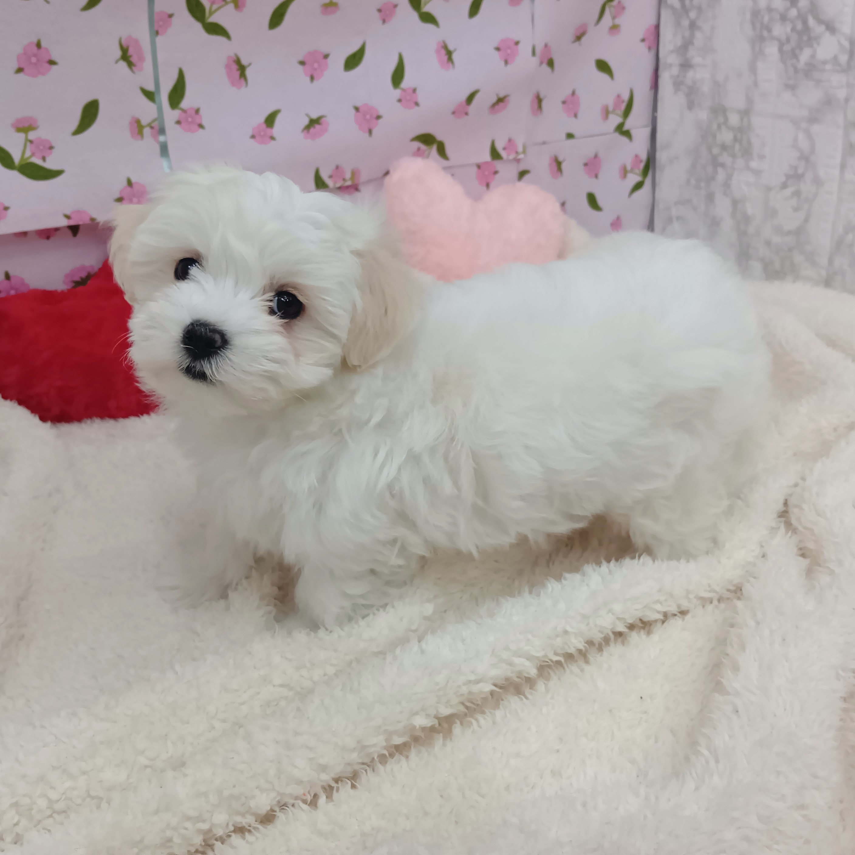 愛知県のハーフ犬・ミックス犬 (犬の家＆猫の里エアポートウォーク店/2026年2月8日生まれ/女の子/ホワイト)の子犬の4枚目の画像