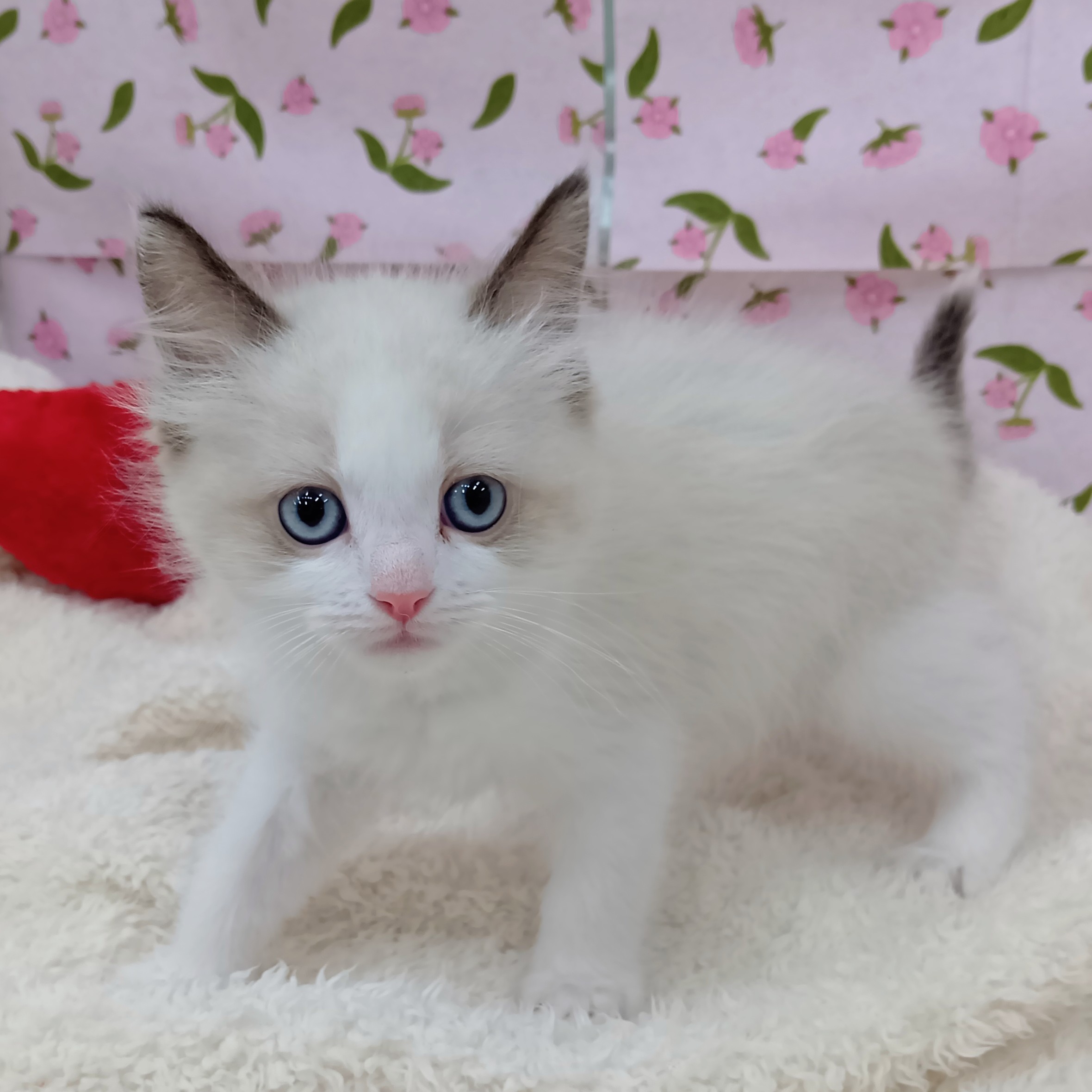 愛知県のラグドール (犬の家＆猫の里エアポートウォーク店/2026年2月4日生まれ/男の子/シールポイントバイカラー)の子猫の4枚目の画像