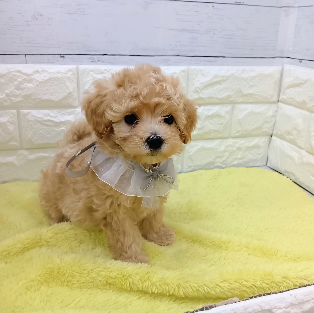 静岡県のマルプー(マルチーズ×プードル) (犬の家＆猫の里アミーゴ浜松和田店/2026年3月16日生まれ/男の子/アプリコット)の子犬の4枚目の画像