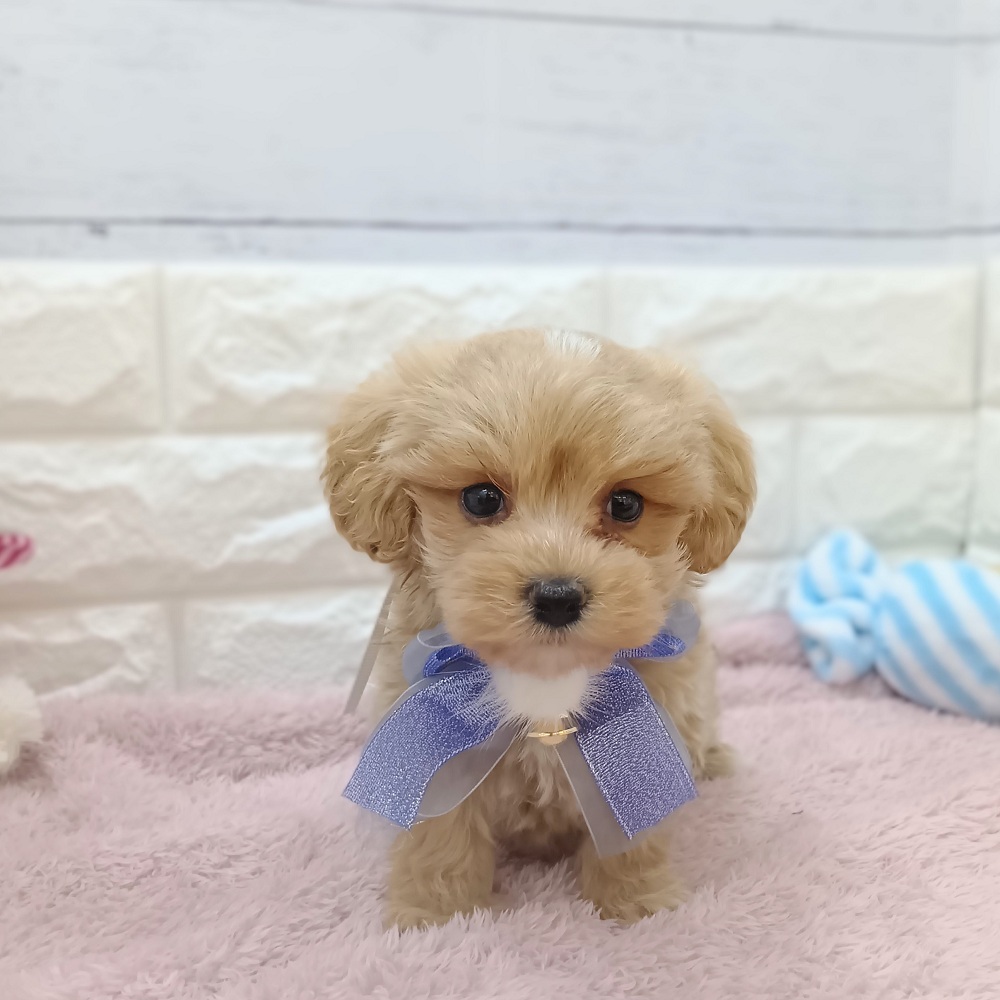 静岡県のマルプー(マルチーズ×プードル) (犬の家＆猫の里アミーゴ浜松和田店/2026年3月31日生まれ/男の子/アプリコット)の子犬の4枚目の画像