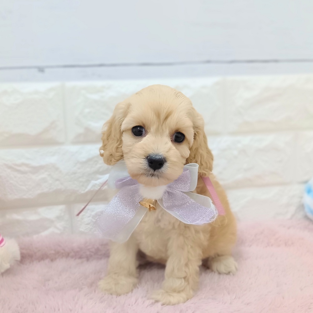 静岡県のコッカプー(アメリカンコッカースパニエル×プードル) (犬の家＆猫の里アミーゴ浜松和田店/2026年4月12日生まれ/女の子/バフ)の子犬の4枚目の画像