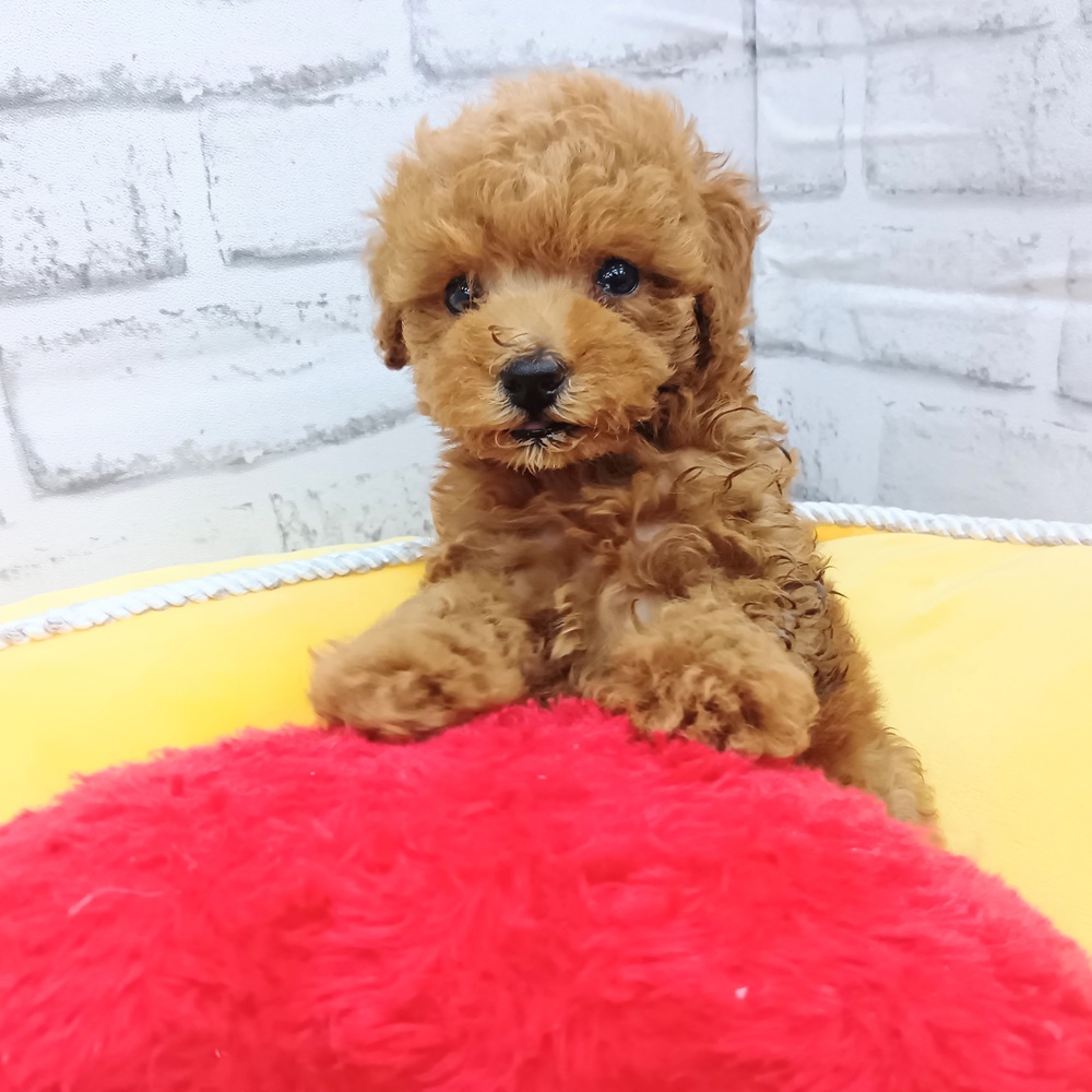 愛知県のトイプードル(トイ) (犬の家＆猫の里MEGAドン・キホーテ東海名和店/2026年6月7日生まれ/男の子/レッドフォーン)の子犬の4枚目の画像