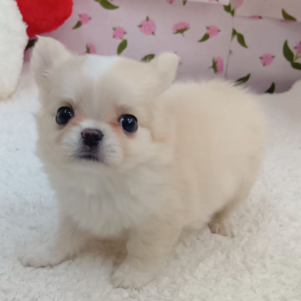 愛知県のチワワ(ロング) (犬の家＆猫の里エアポートウォーク店/2026年8月18日生まれ/女の子/クリーム)の子犬の1枚目の画像