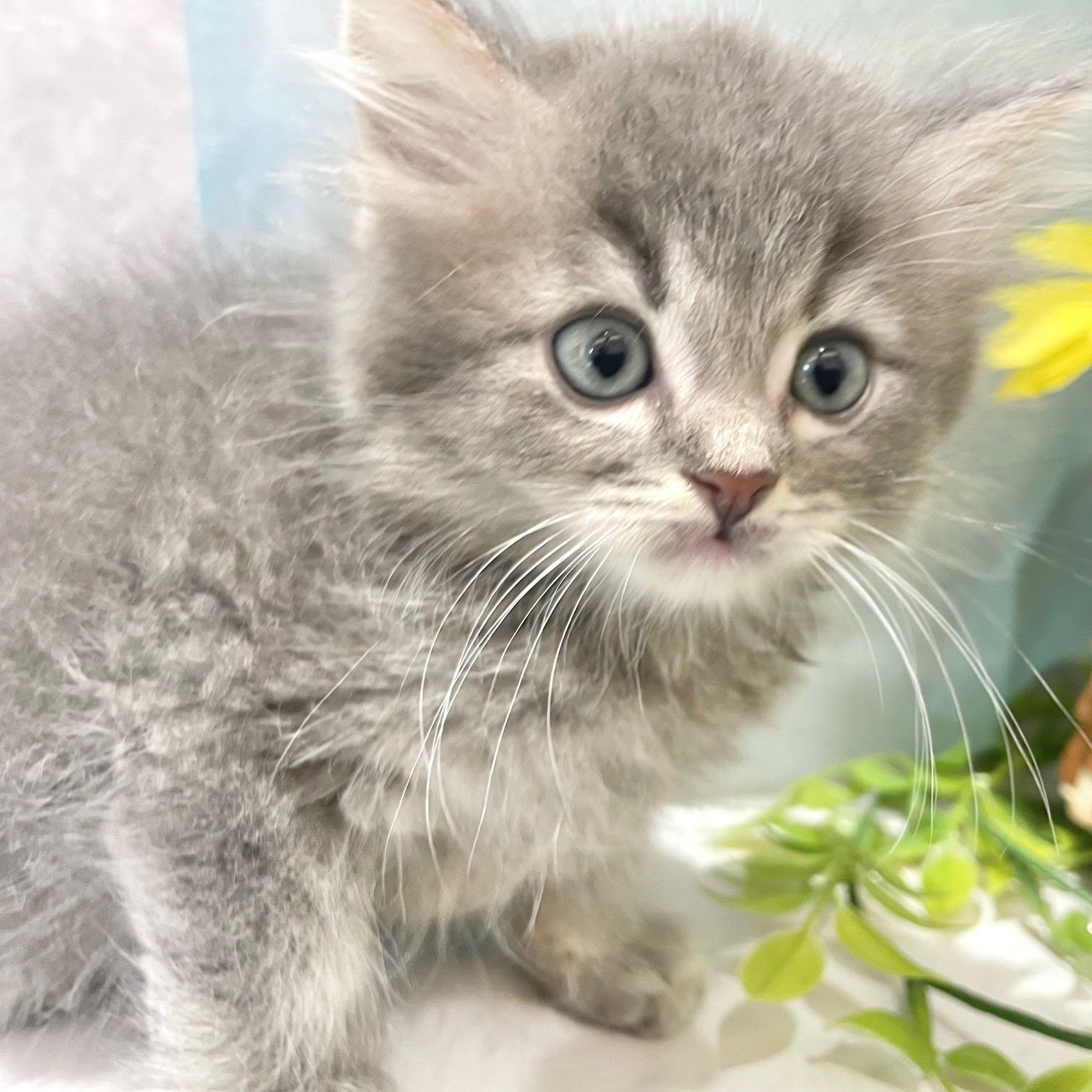福岡県のサイベリアン (犬の家＆猫の里くりえいと宗像店/2026年6月15日生まれ/男の子/ブルータビーホワイト)の子猫の4枚目の画像