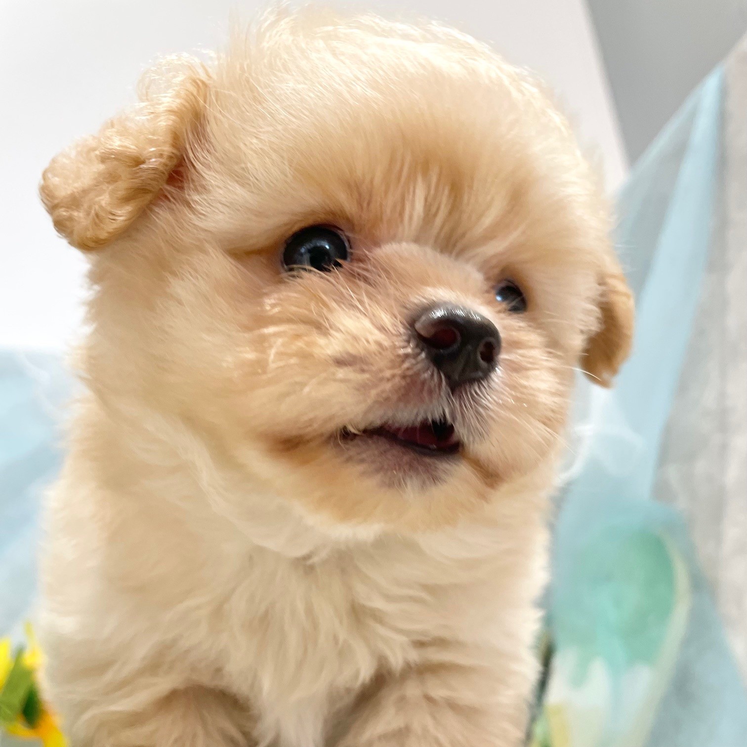 福岡県のポメプー(ポメラニアン×プードル) (犬の家＆猫の里くりえいと宗像店/2026年6月10日生まれ/男の子/クリーム)の子犬の4枚目の画像