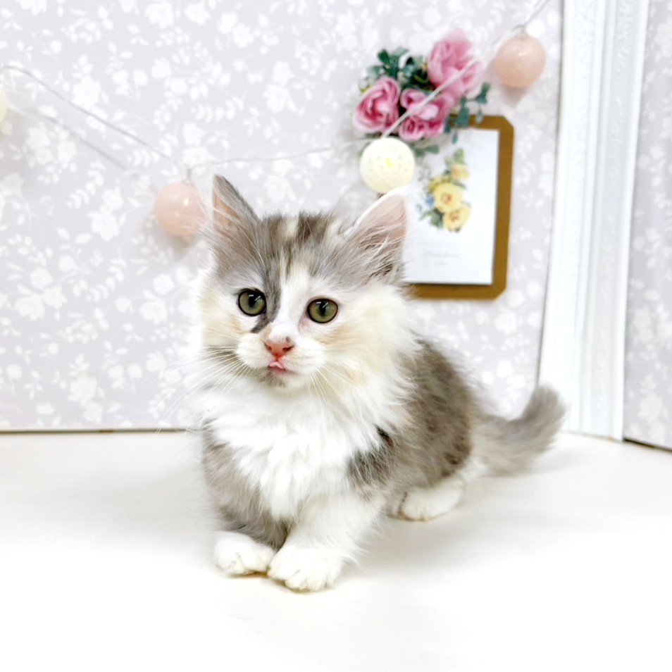 富山県のミヌエット (犬の家＆猫の里アミーゴ高岡蓮花寺店/2026年5月4日生まれ/女の子/ダイリュートキャリコ)の子猫の4枚目の画像
