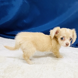 愛知県のチワックス(チワワ×ダックス) (犬の家＆猫の里一宮店/2026年1月30日生まれ/女の子/クリーム)の子犬の4枚目の画像