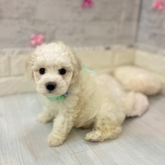 静岡県のビションフリーゼ (犬の家＆猫の里プレ葉ウォーク浜北店/2026年2月2日生まれ/男の子/ホワイト)の子犬の4枚目の画像