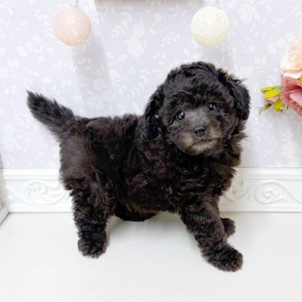 富山県のトイプードル(トイ) (犬の家＆猫の里アミーゴ山室店/2026年5月15日生まれ/男の子/グレー)の子犬の4枚目の画像