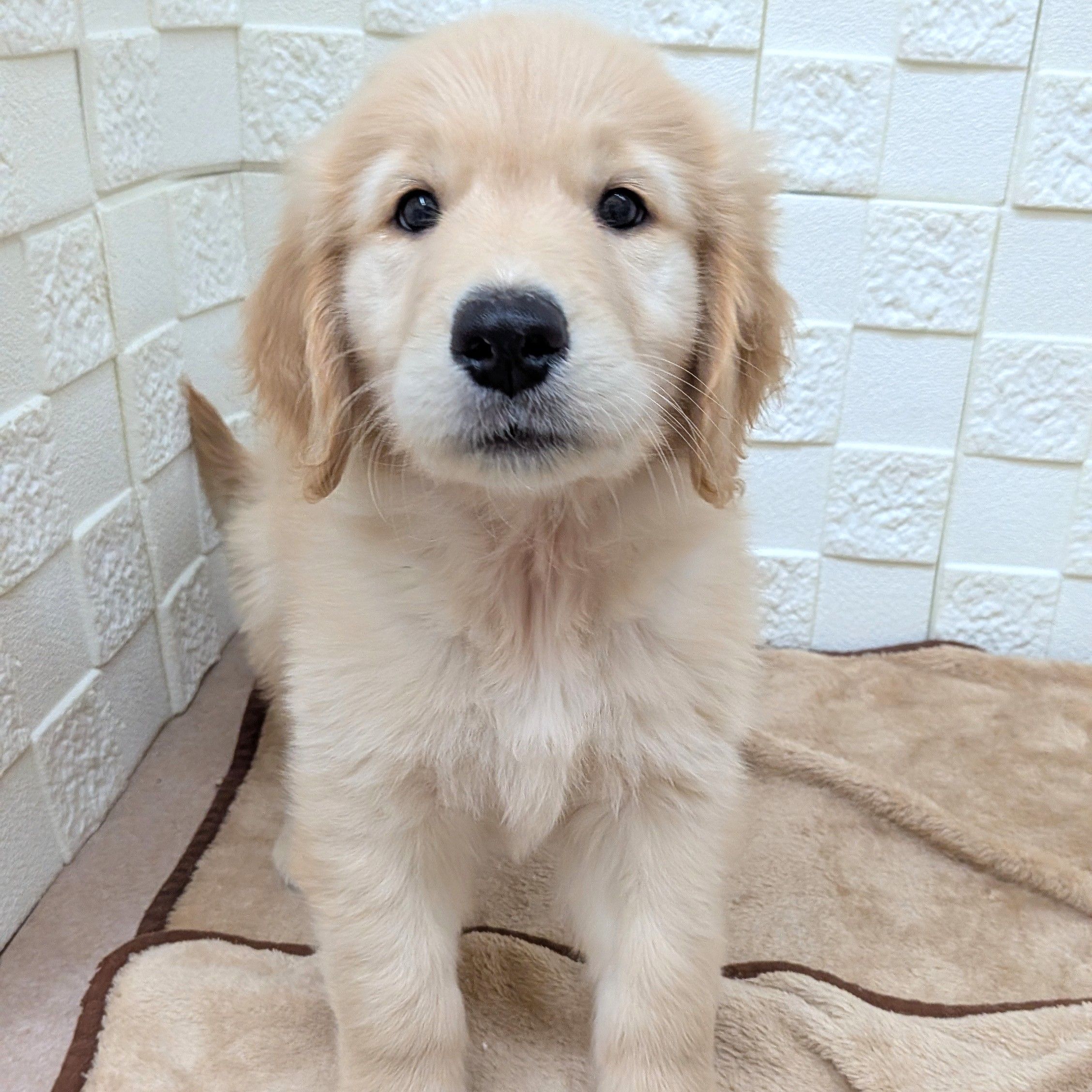 愛知県のゴールデンレトリバー (犬の家&猫の里碧南店/2025年8月26日生まれ/男の子/ゴールデン)の子犬の4枚目の画像